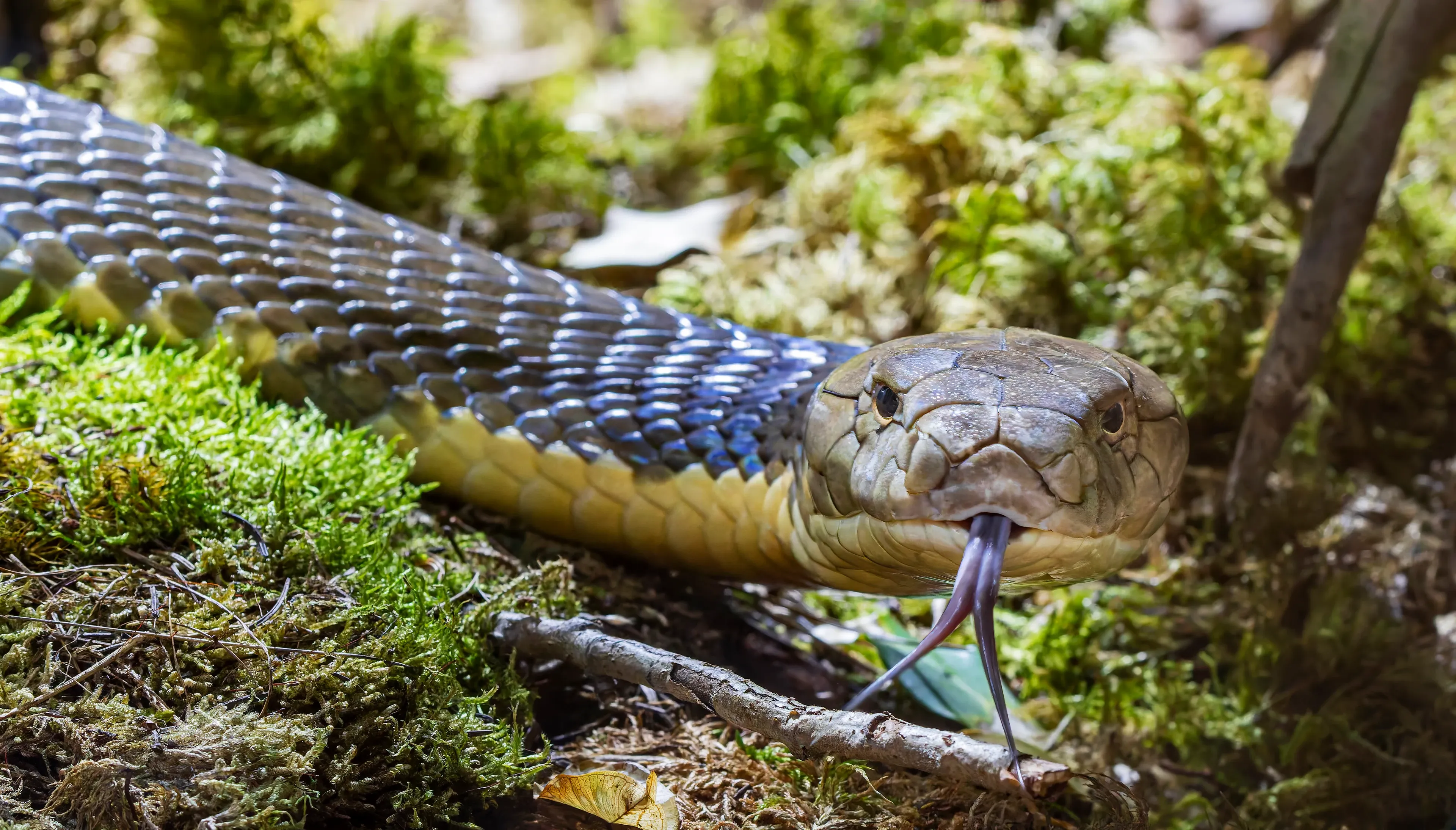 A king cobra slithers across a mossy forest floor, flicking its dark forked tongue.