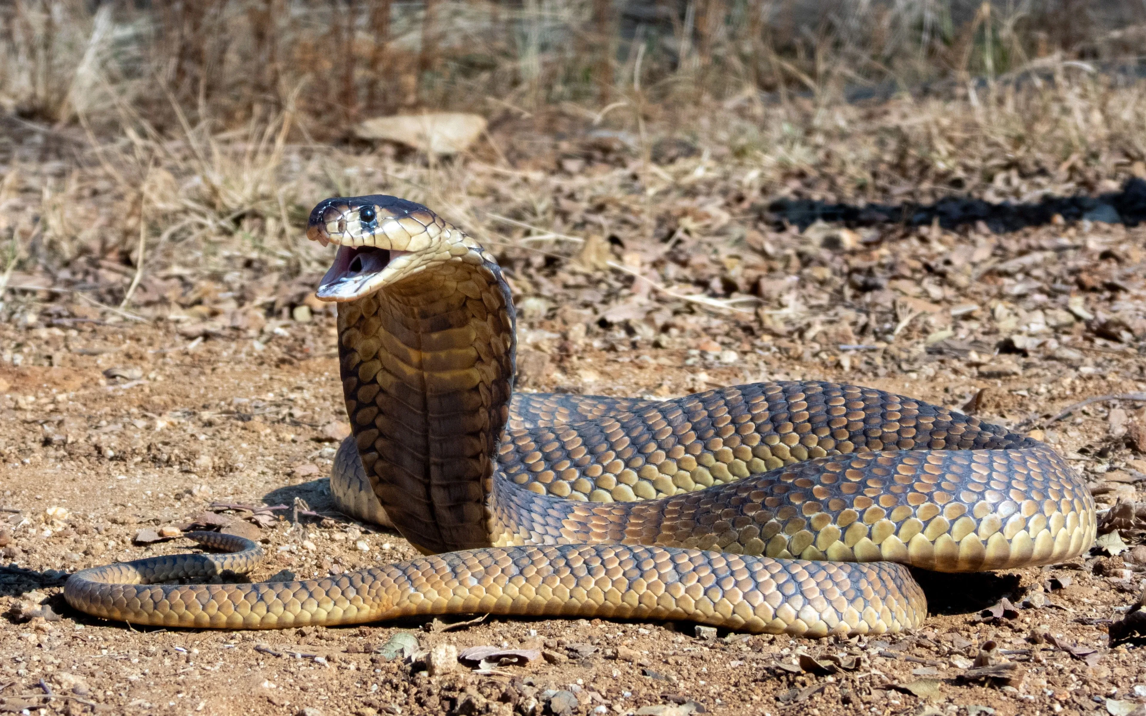 A king cobra raises its head high on dry, rocky ground, spreading its hood and opening its mouth.
