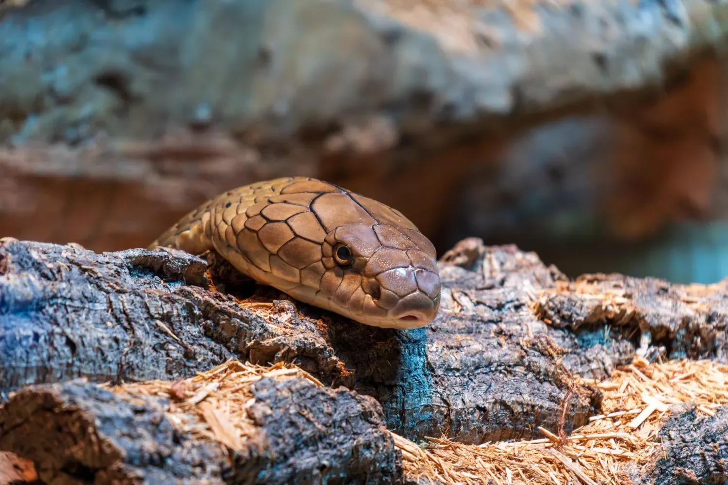 A king cobra with smooth bronze-brown scales and a broad head resting on a piece of bark.