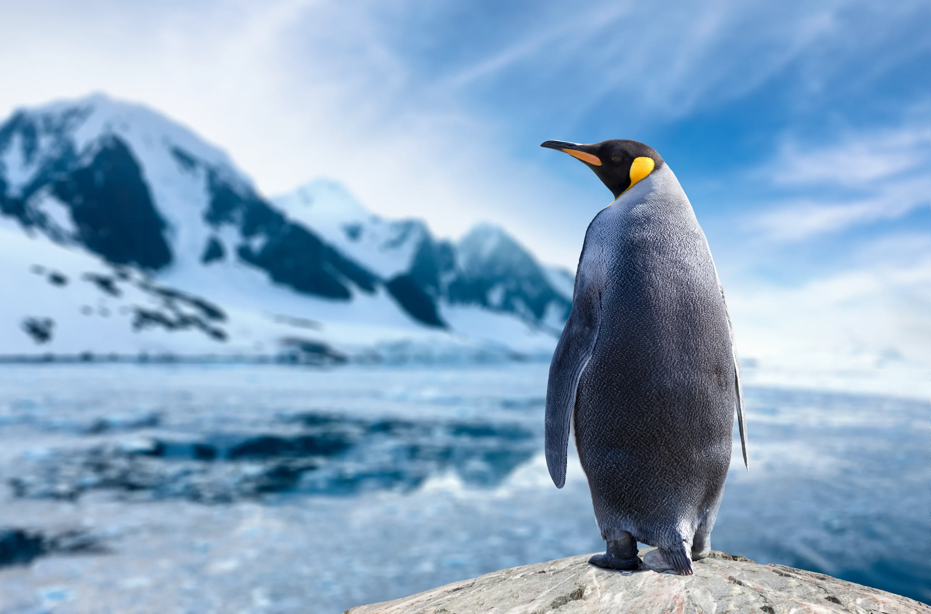 A king penguin standing in profile on a grey rock, with golden-orange neck patches and a long slender bill, against a blurred backdrop of snowy mountains and icy blue water.