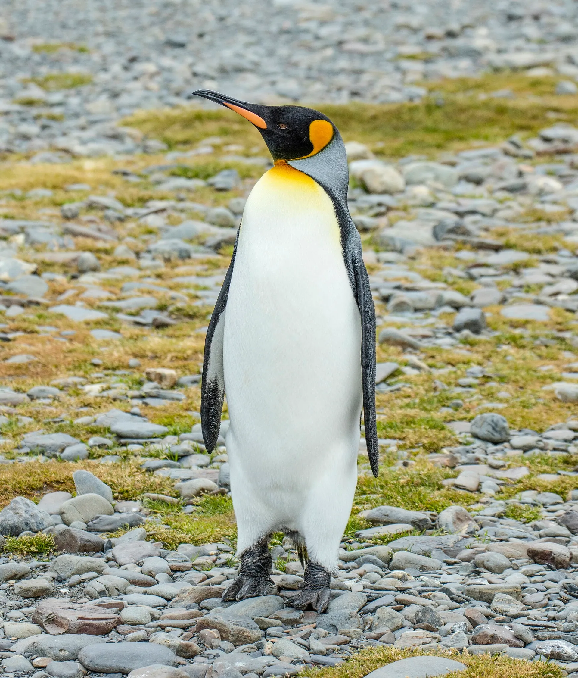A king penguin with golden-orange neck patches and a long slender bill standing on the shore at Fortuna Bay, South Georgia.