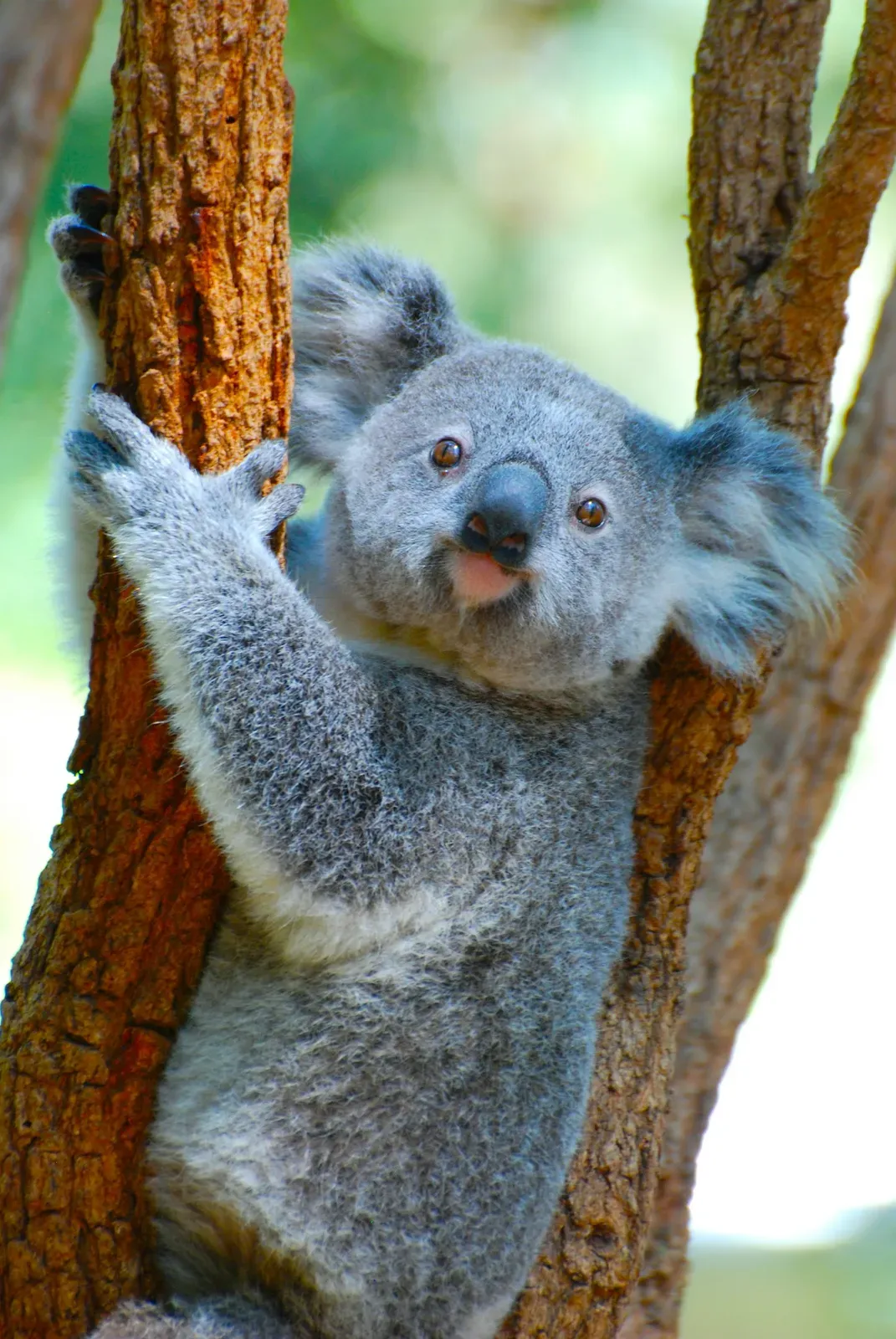 A grey koala with fluffy white-edged ears and a large dark nose clinging to a tree trunk.