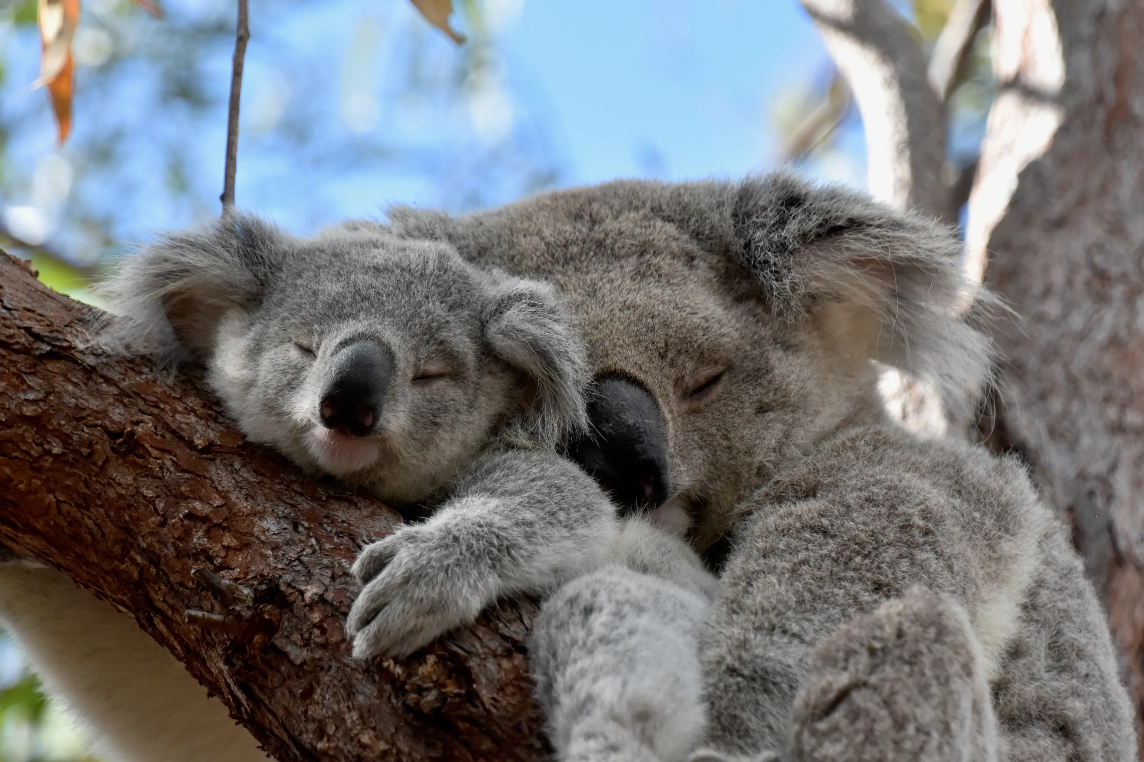 Two grey koalas sleeping curled together on a rough tree branch under a blue sky.