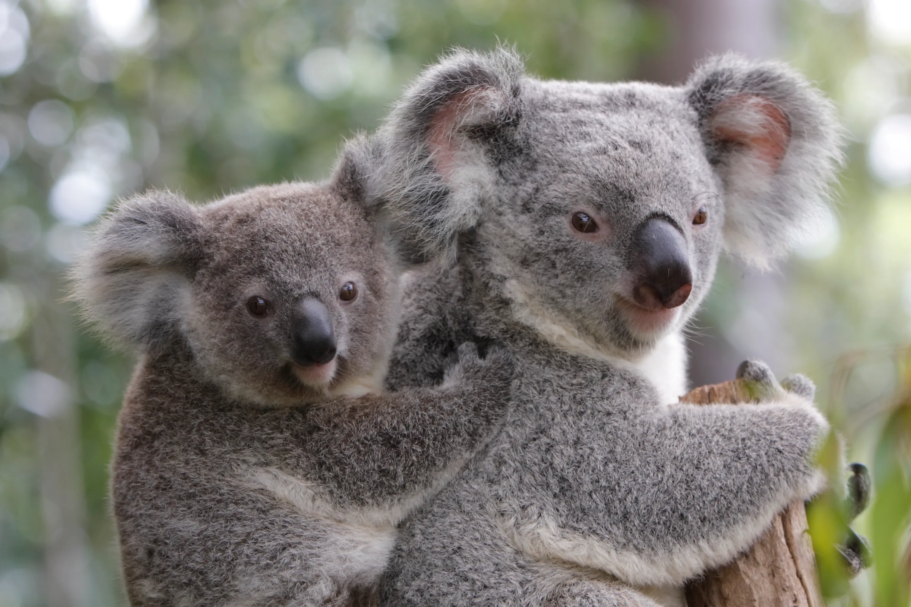 A mother koala and her joey clinging together on a tree branch against blurred green foliage.