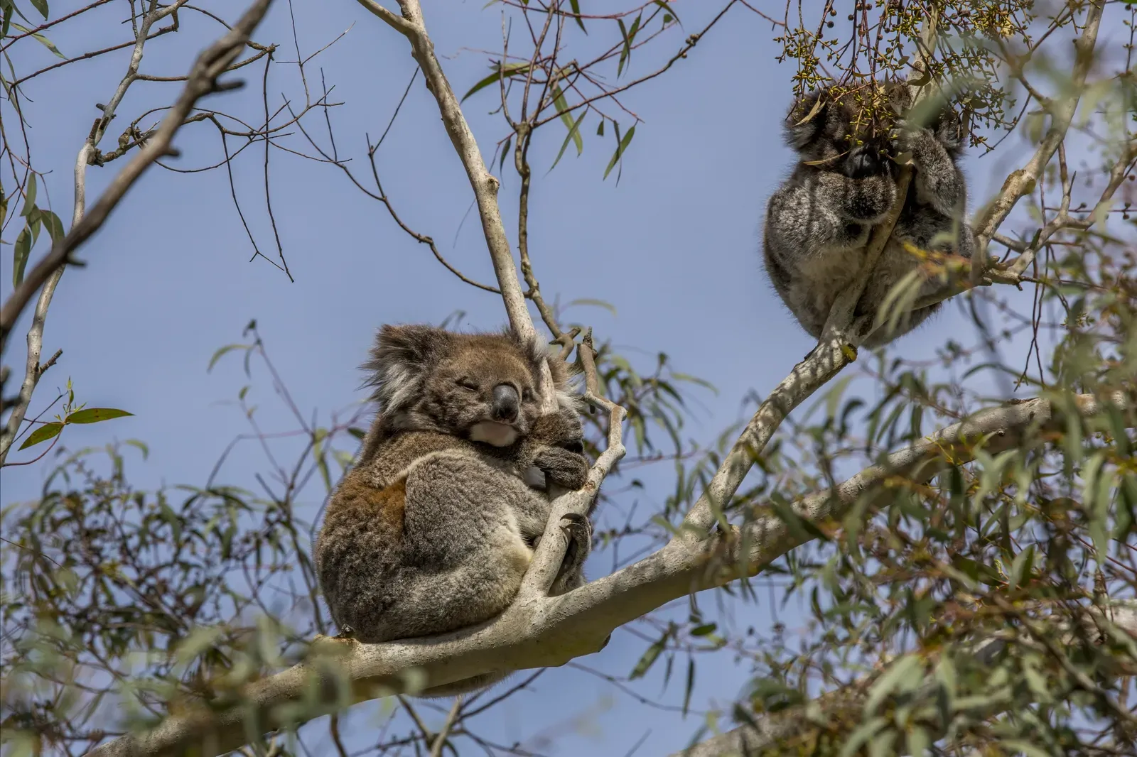 A mother koala facing the camera with a joey clinging to her back on a tree branch.