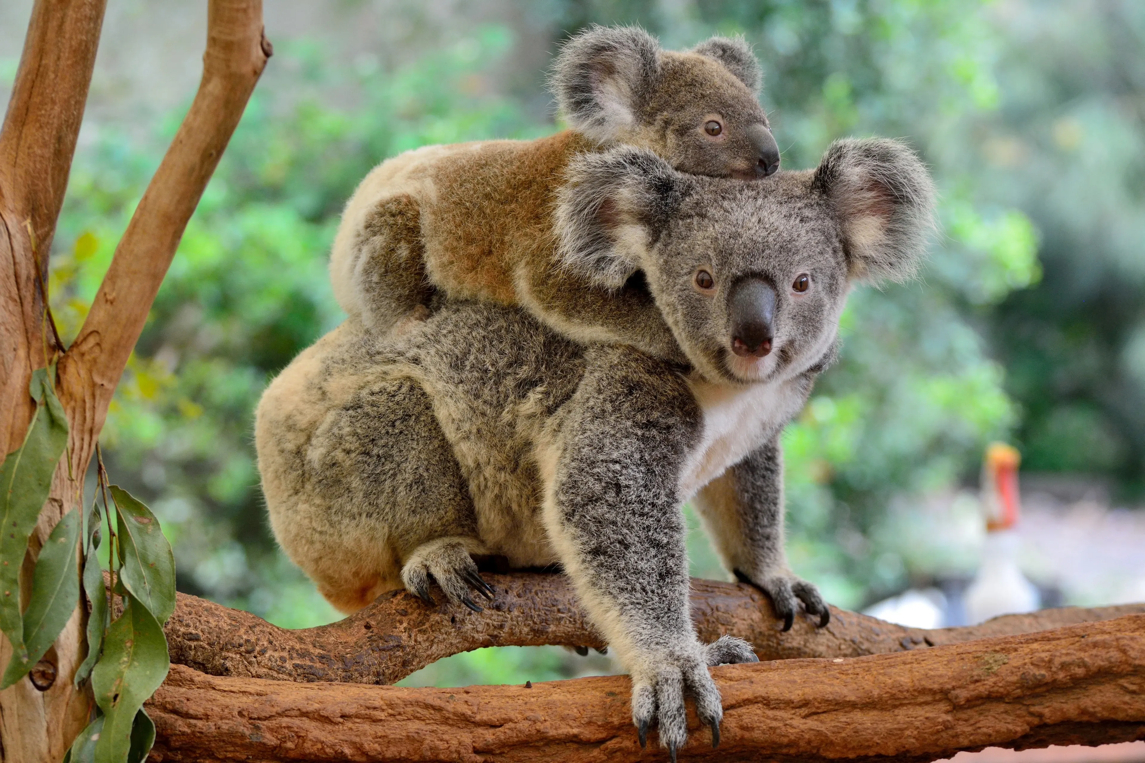 A female koala with fluffy ears and a large dark nose clinging to a tree with her joey at Mount Lofty, South Australia.