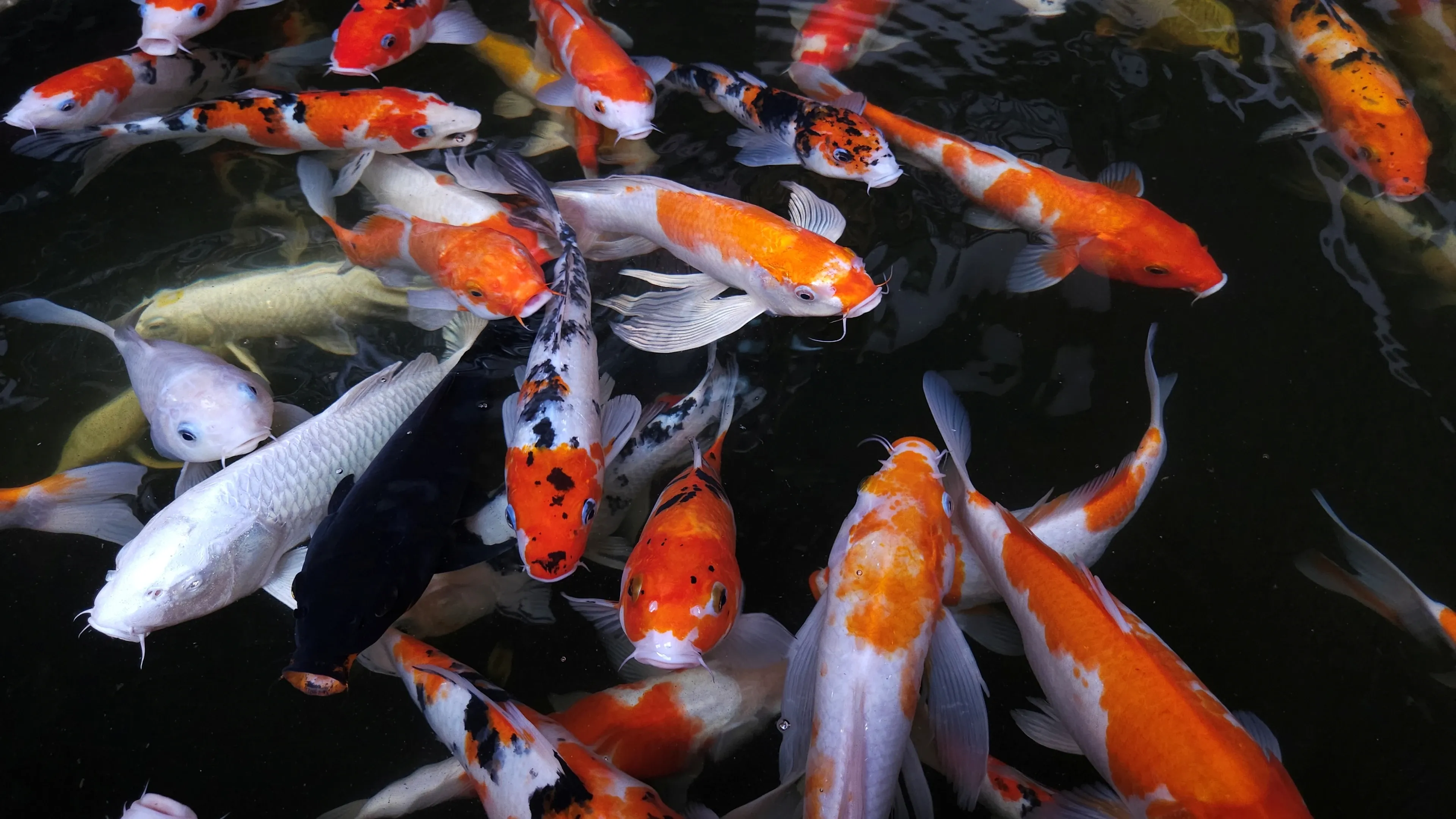 Many koi swim together near the surface of a dark pond, showing orange, white, and black patterns.