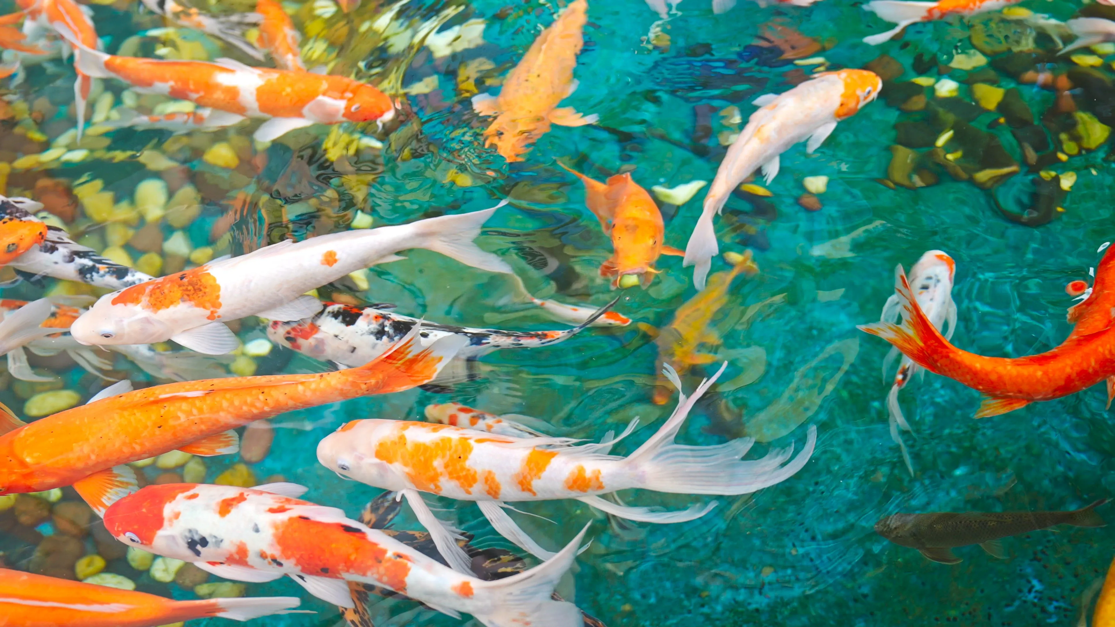 Colorful koi glide over smooth river stones in clear turquoise water, their long fins trailing like ribbons.