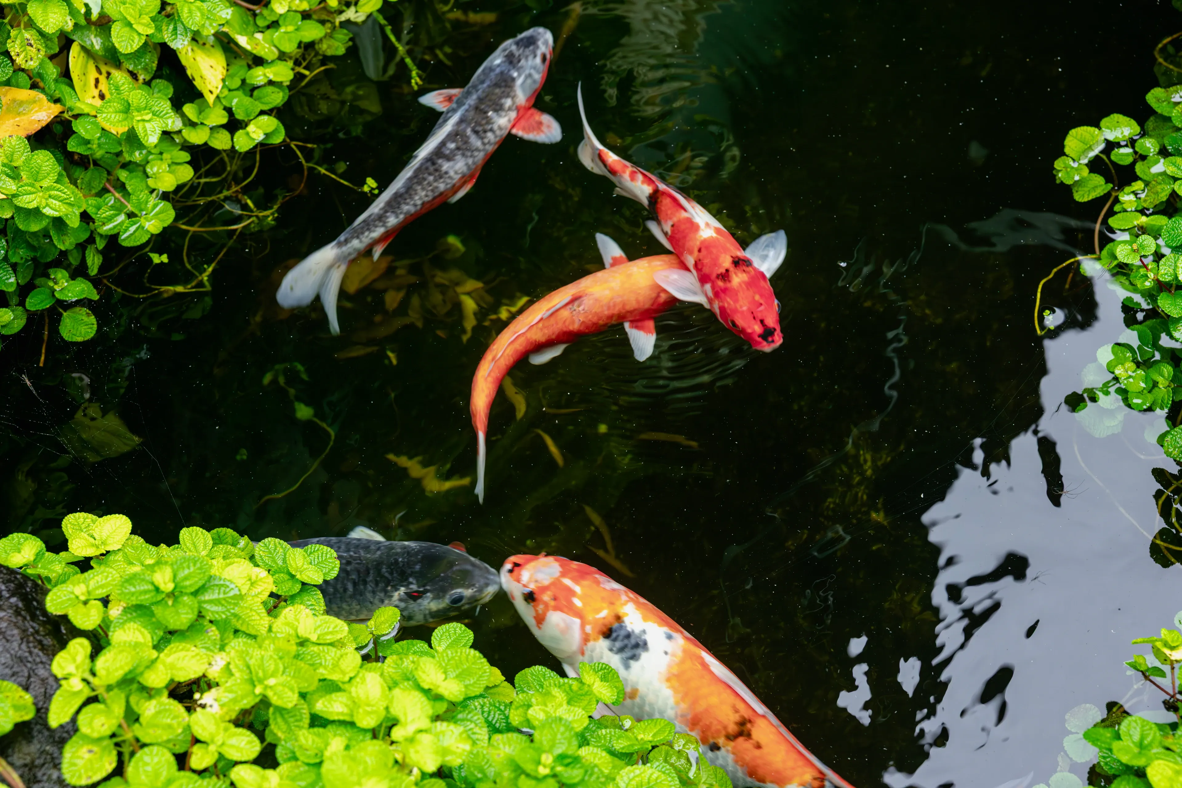 Five koi of different colors swim in a garden pond bordered by leafy green plants.