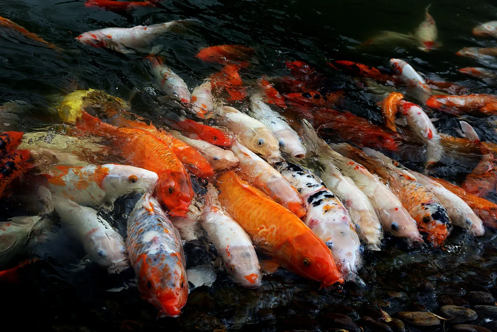 A crowd of brightly coloured koi carp in orange, white, red and black gathering at the surface of a pond.