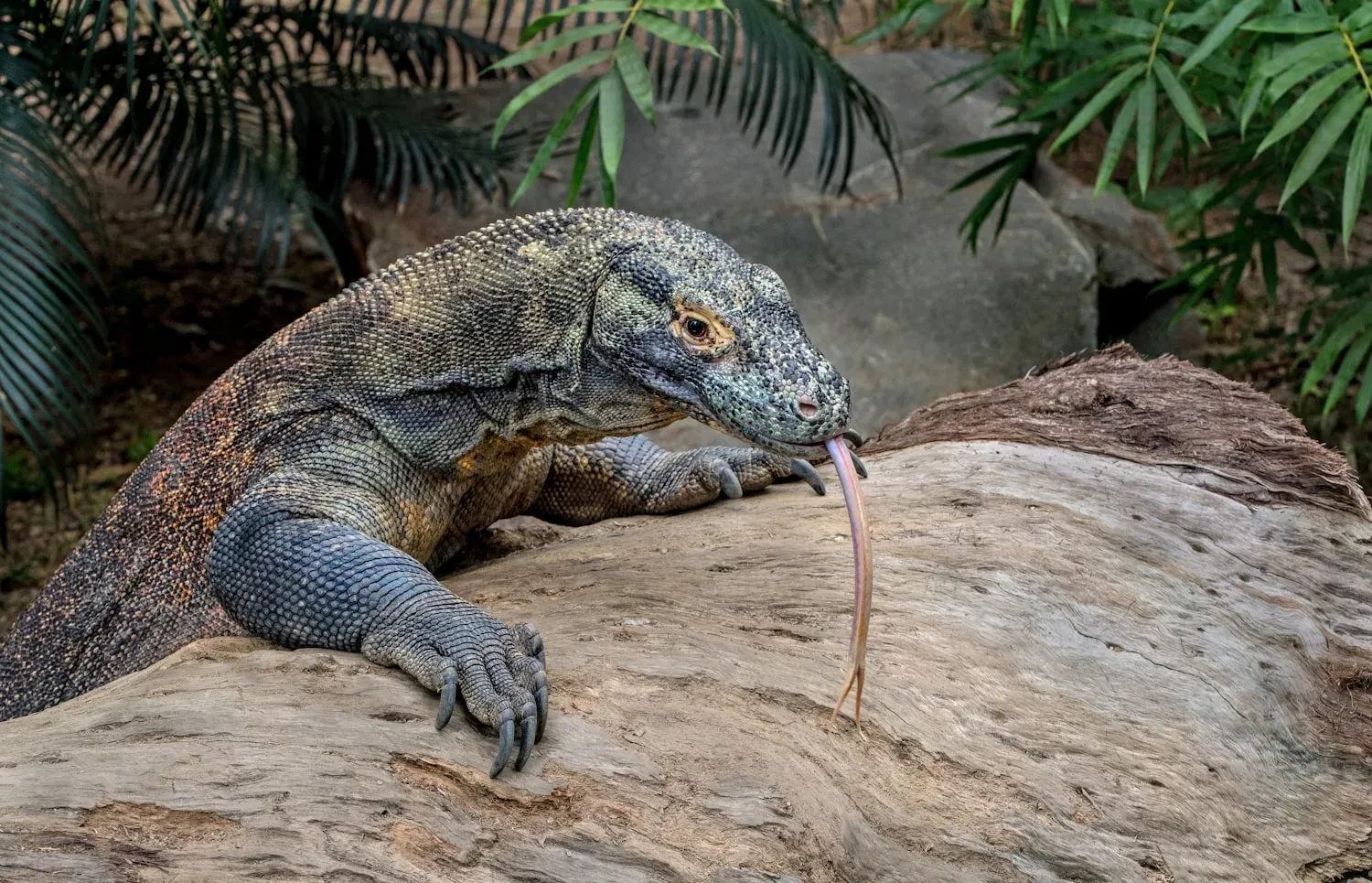 A large grey-brown Komodo dragon resting on a log with its forked pink tongue flicking out.