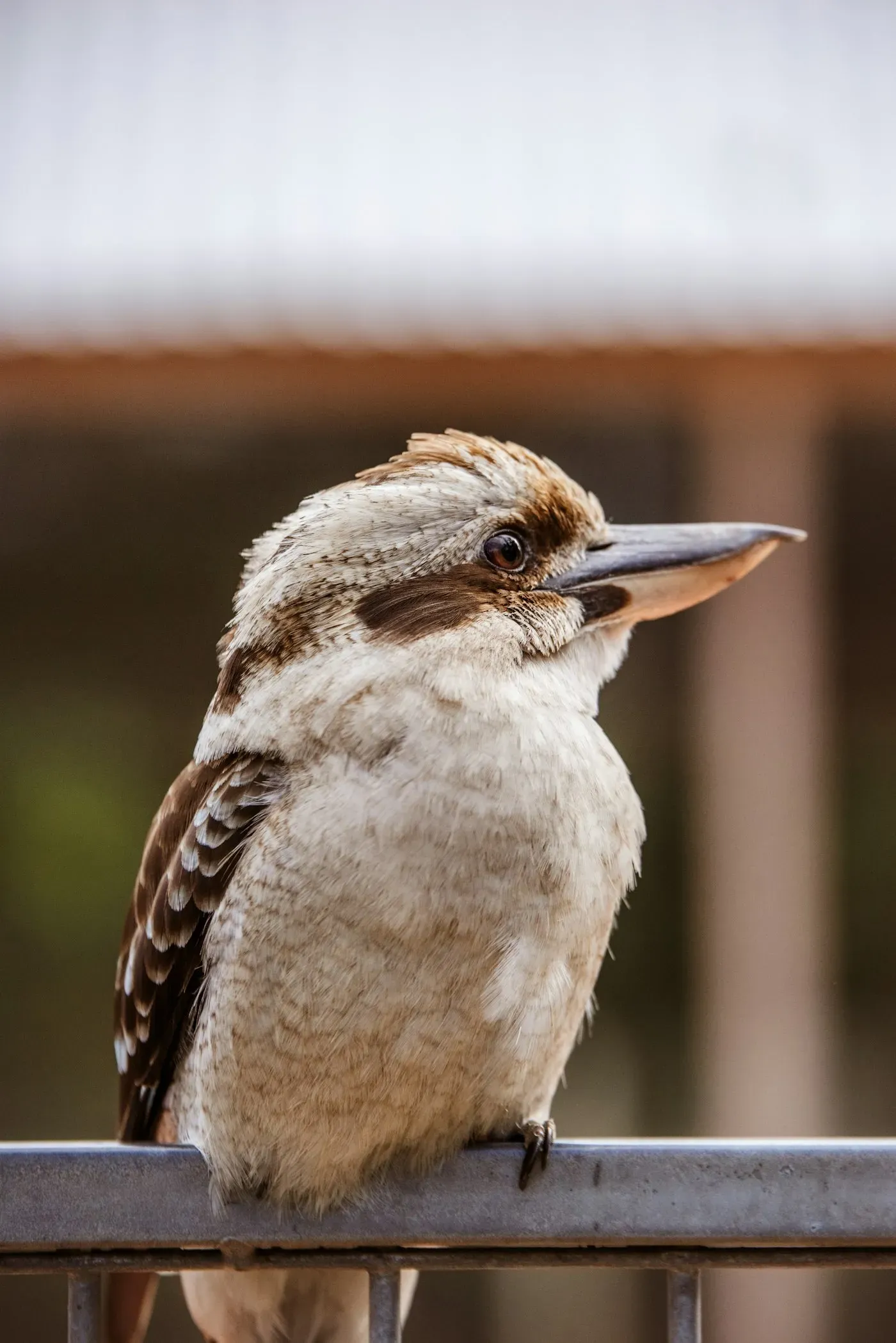A laughing kookaburra perched on a rail, showing its large head, dark eye-stripe, heavy beak and white-flecked brown wings.