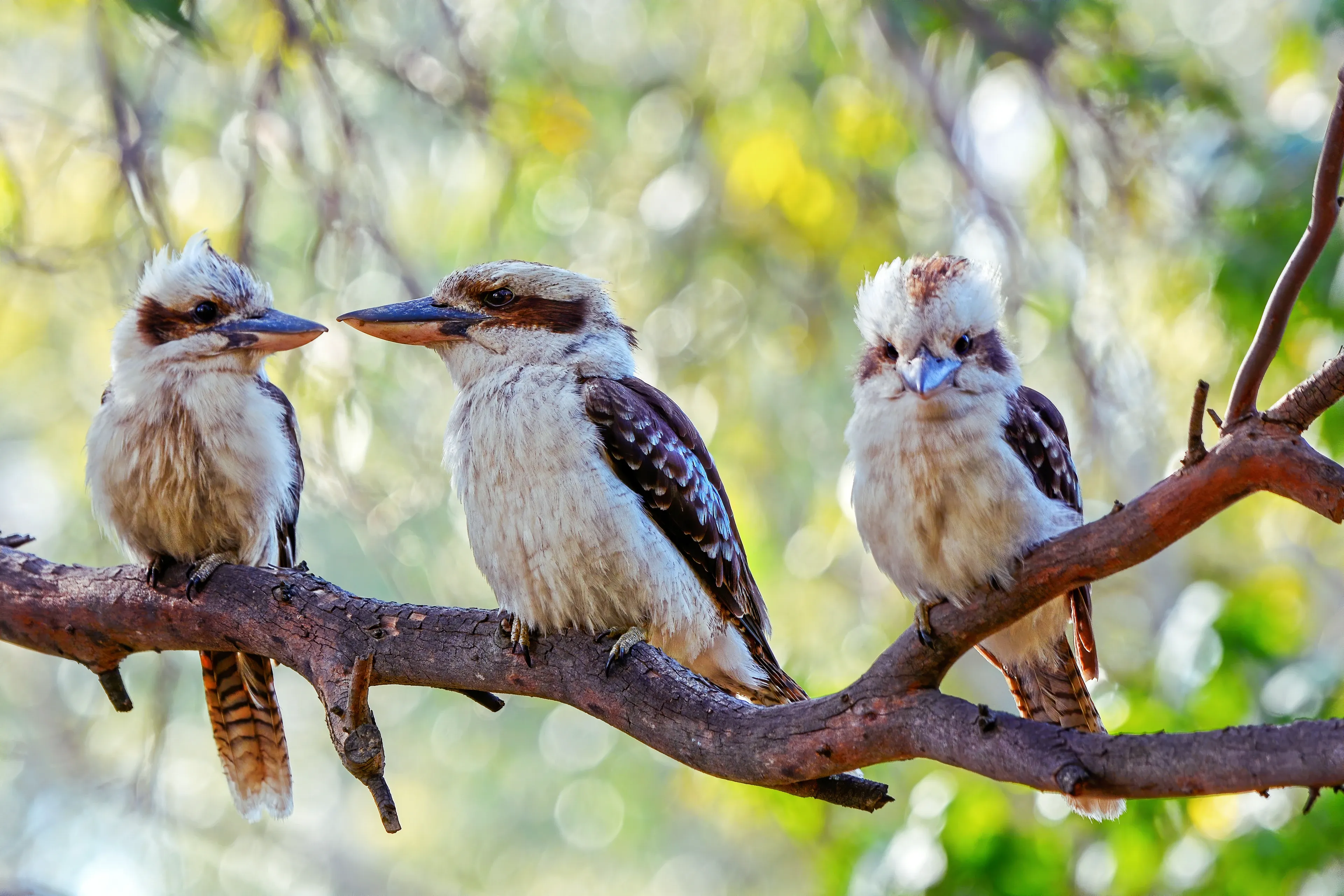 Three laughing kookaburras perch together on a thick brown branch among green leaves. Two face each other while the third looks straight ahead.
