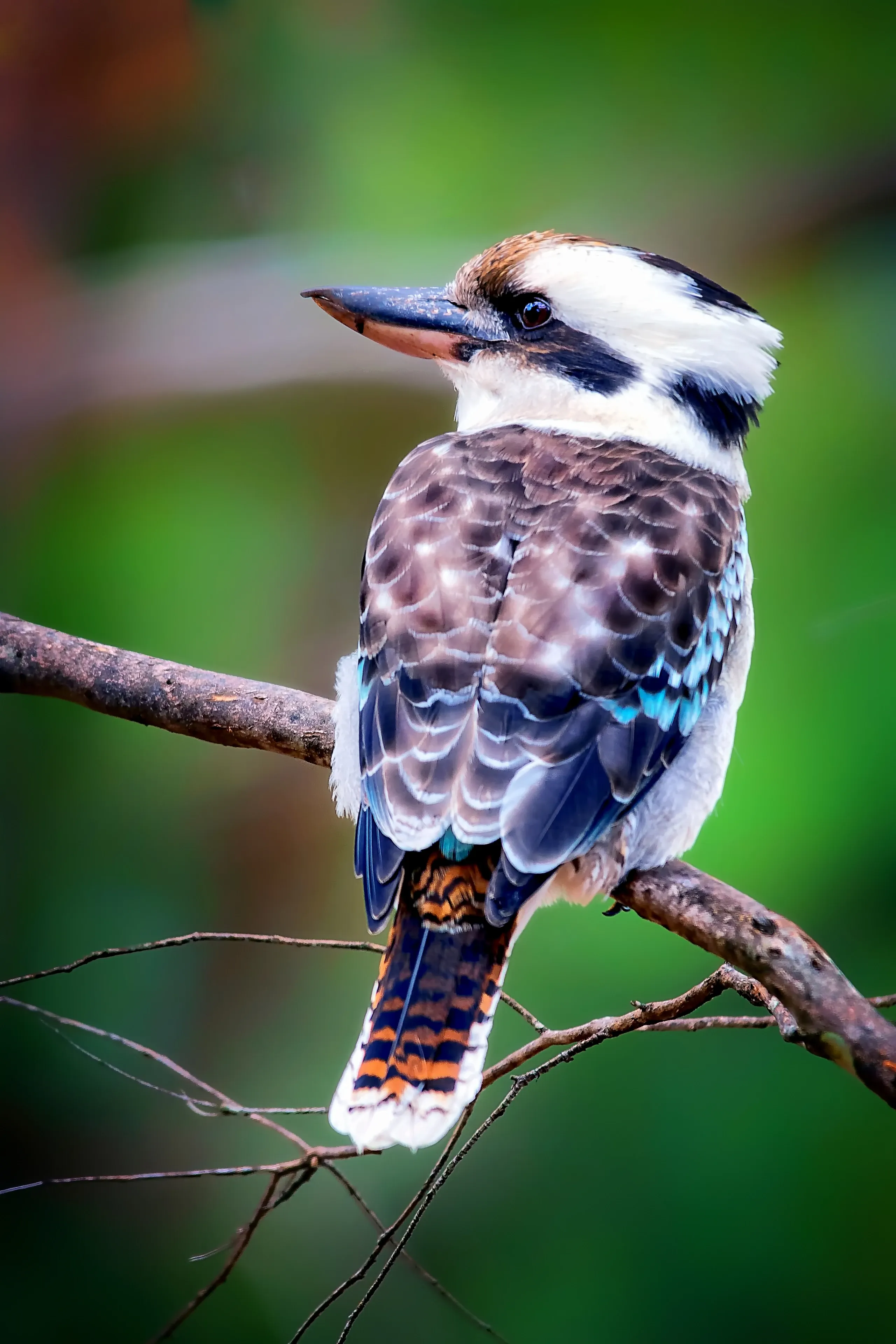 A laughing kookaburra perches on a brown branch, looking back over its shoulder. Its large beak, dark eye-stripe, blue wing feathers, and barred orange-brown tail show clearly.