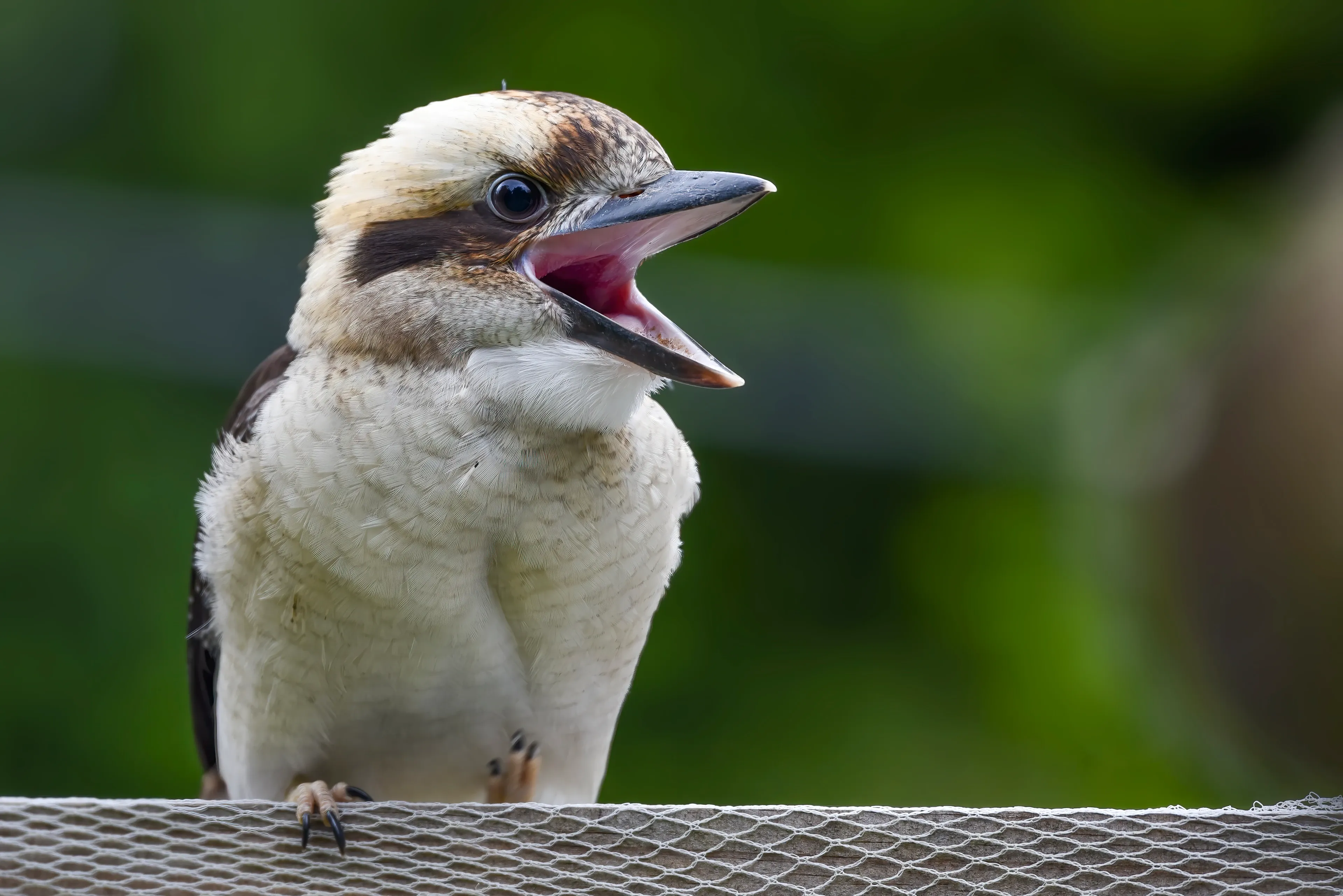 A laughing kookaburra perches on a wooden rail with its heavy beak wide open, as if calling. A dark stripe runs through its eye across a creamy white head.