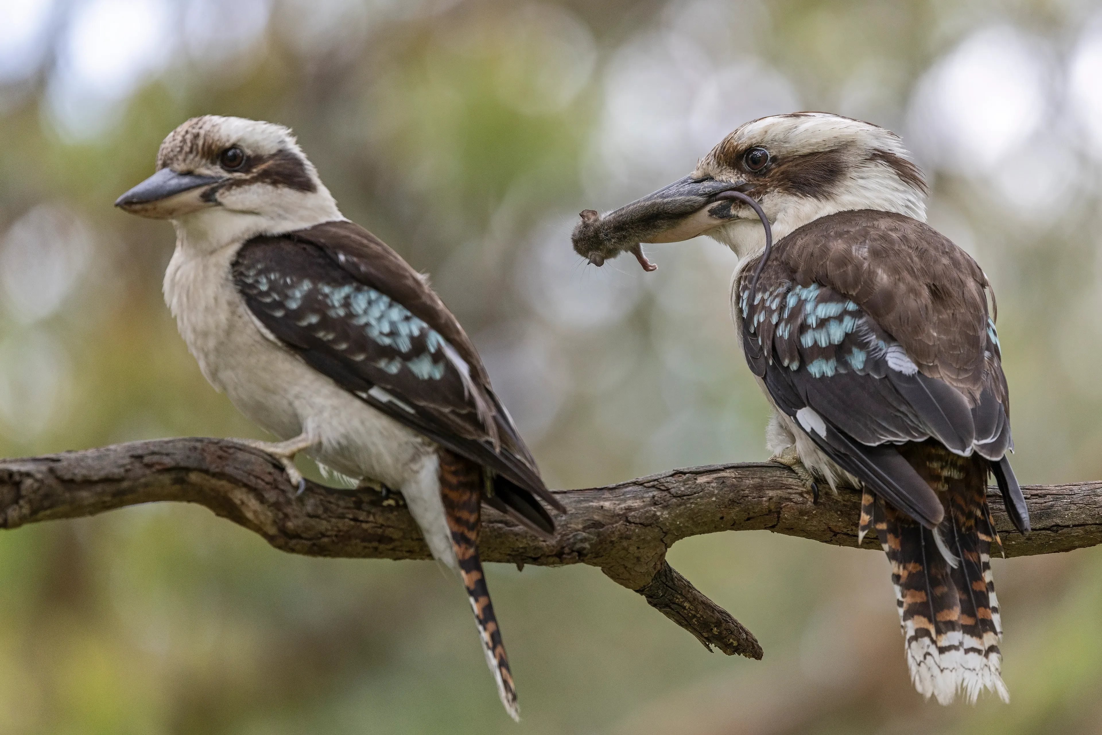Two laughing kookaburras sit side by side on a weathered branch; the bird on the right holds a small lizard in its beak. Creamy chests, dark eye-stripes, and bright blue wing spots show against the woodland.