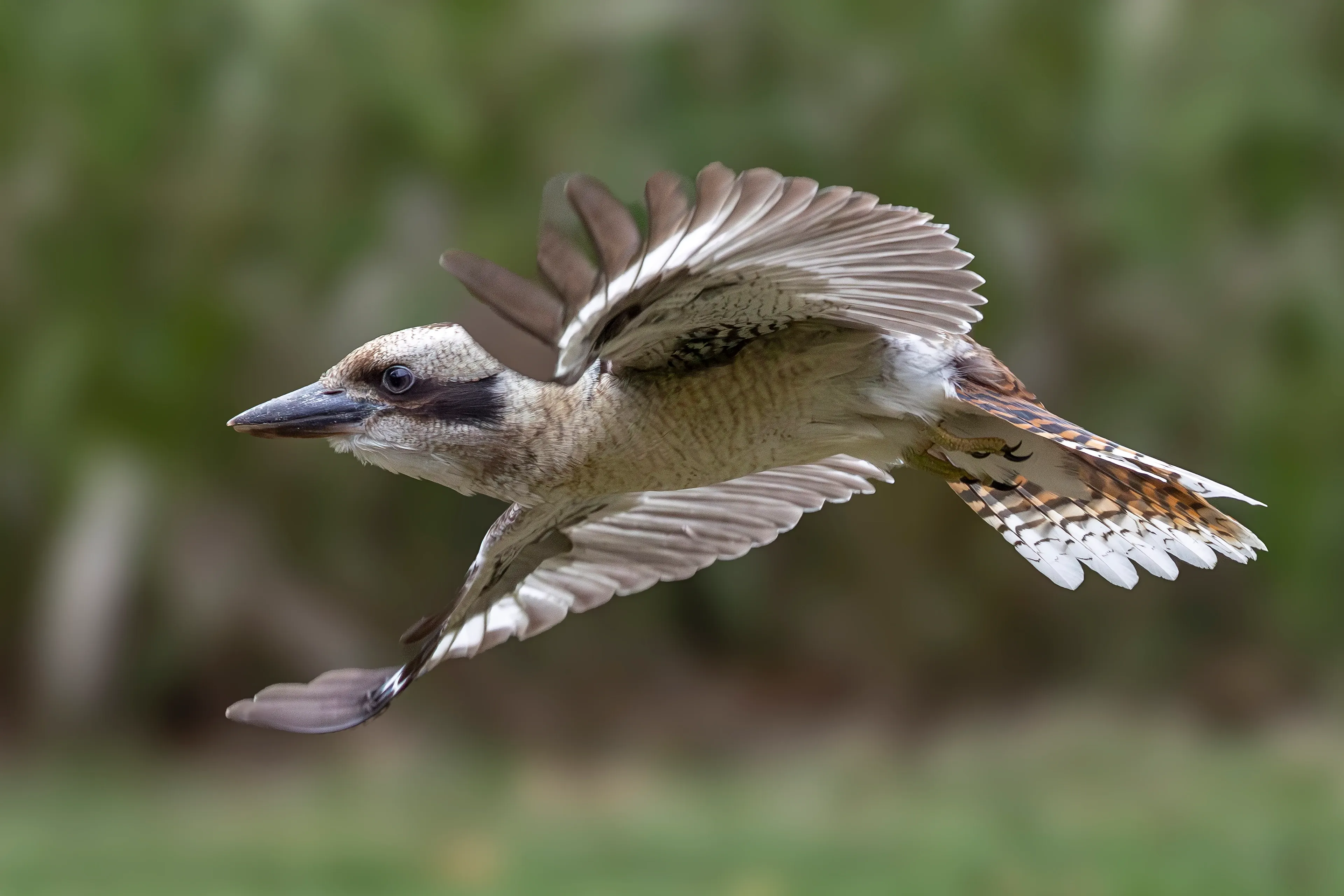 A laughing kookaburra flies with wings stretched wide, cream belly and barred tail fanned out. A dark stripe crosses its white head as it soars past green leaves.