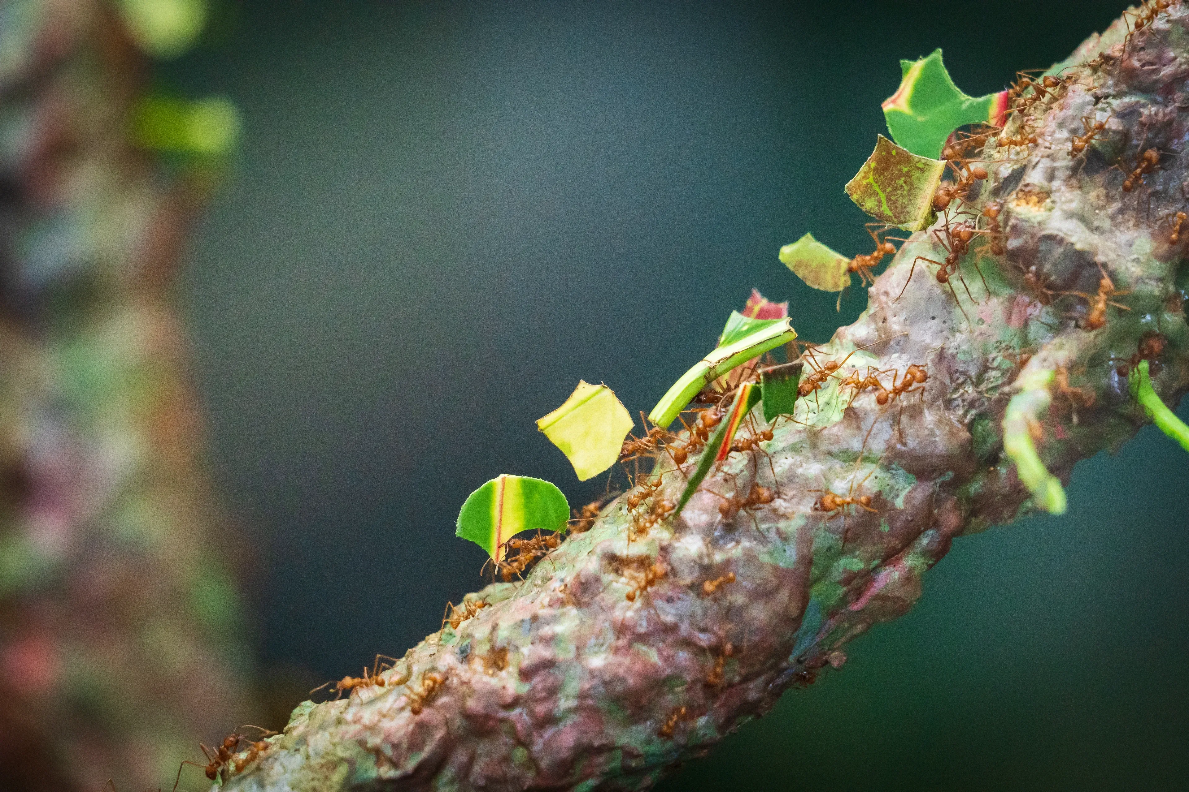 A line of leafcutter ants marches up a tree branch, each carrying a bright green leaf piece bigger than its body.