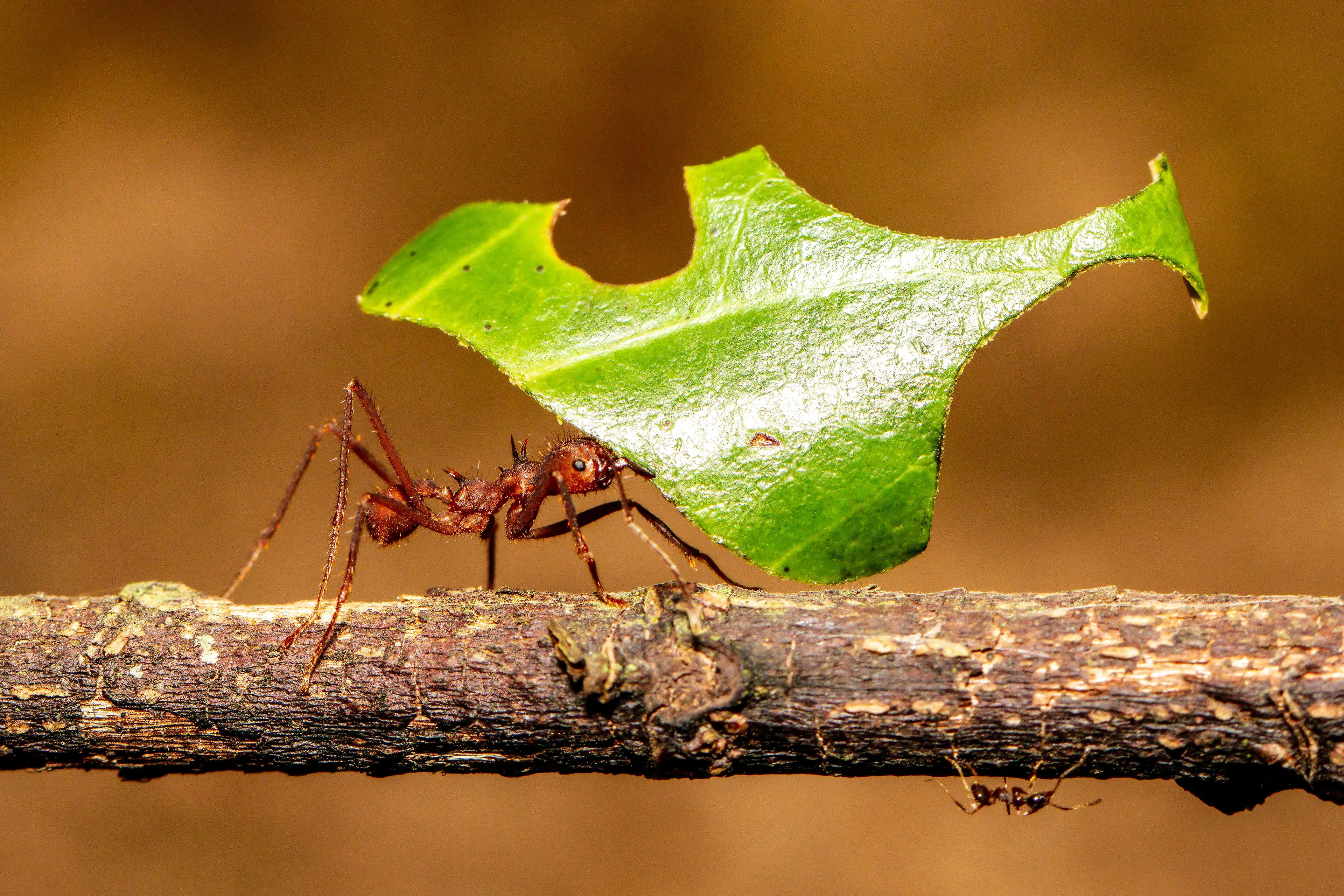 A leafcutter ant walks along a branch with a large green leaf piece held over its head. A smaller ant hangs upside down below.