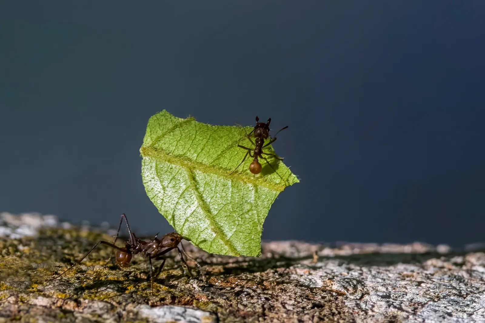 A leafcutter ant carrying a large green leaf fragment along a mossy branch, with a second ant on the leaf above it.