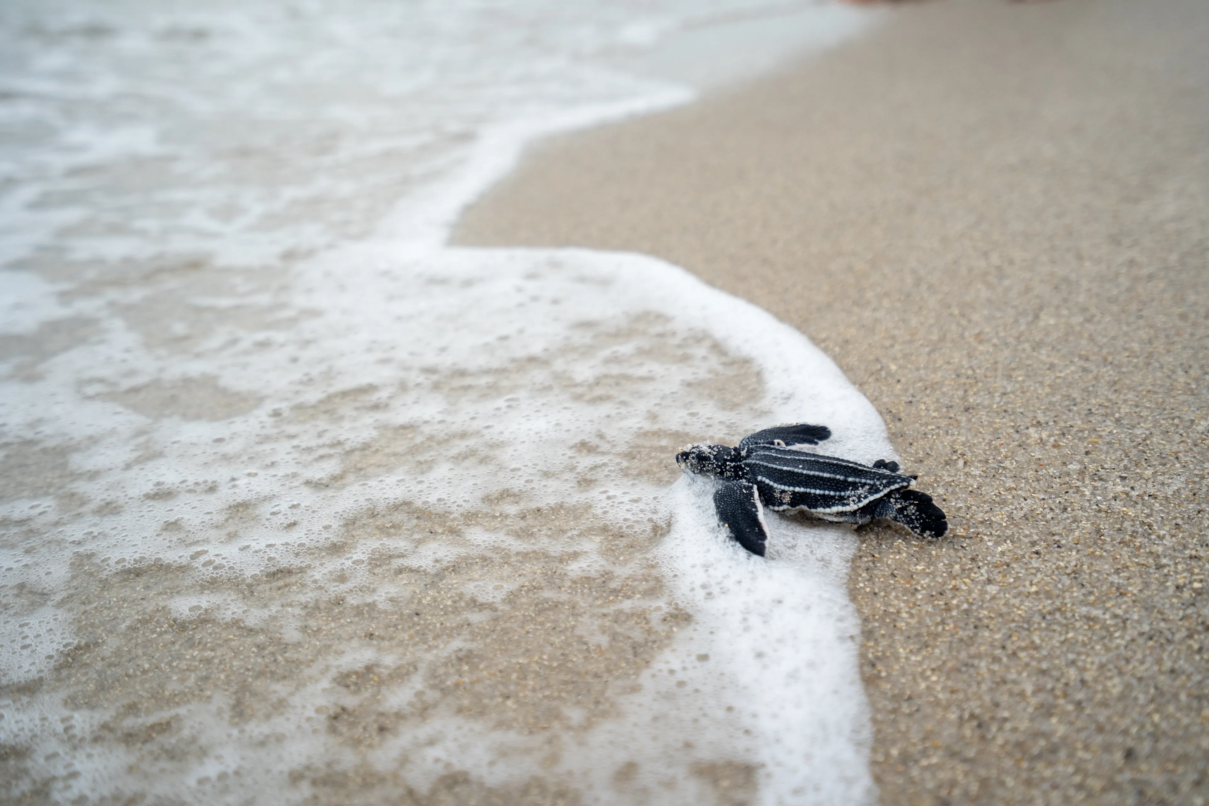 A baby leatherback sea turtle crawls across the sand toward a foamy wave, paddling with its long front flippers.