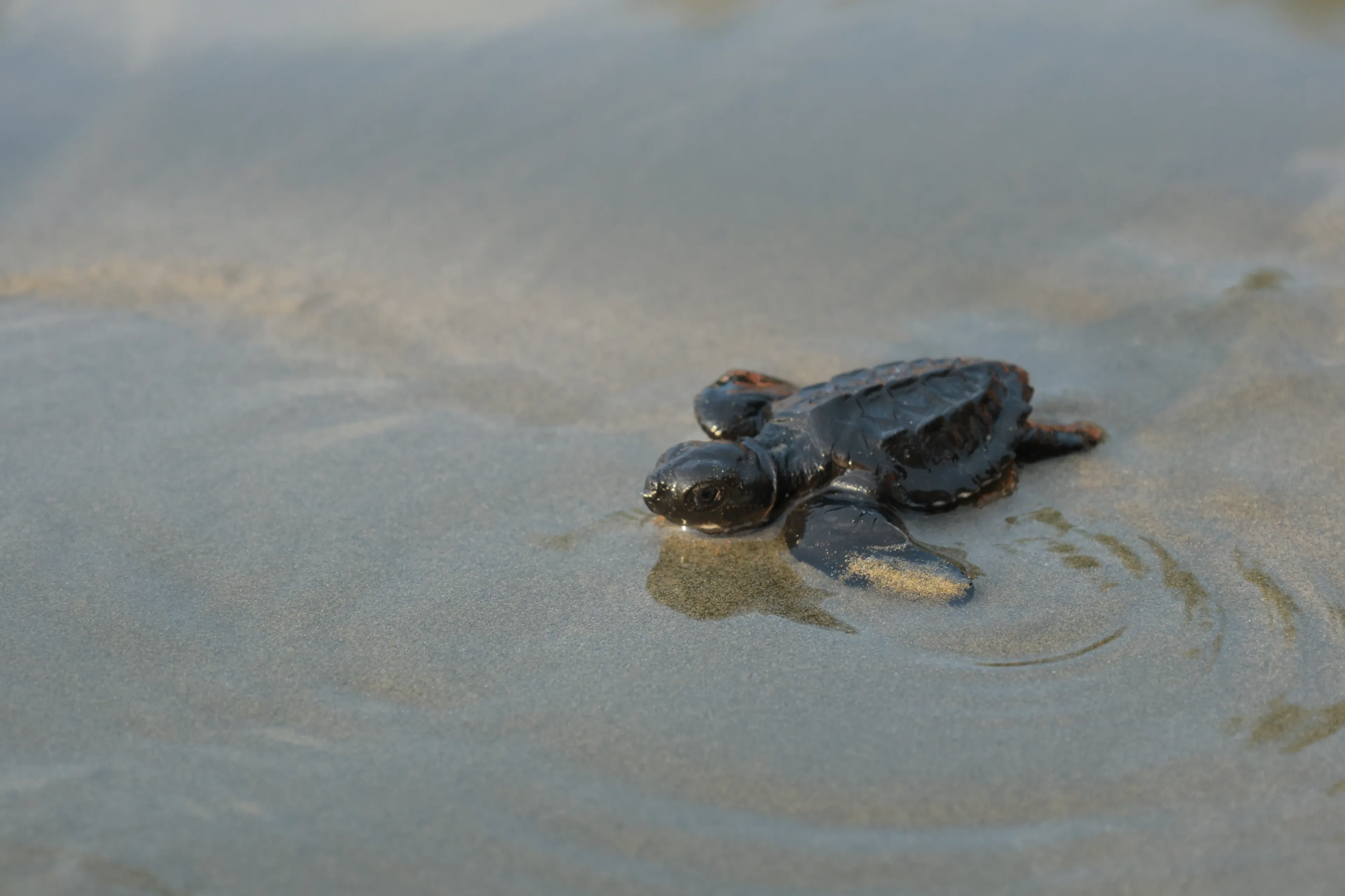 A tiny leatherback sea turtle hatchling pulls itself across wet beach sand toward the ocean.