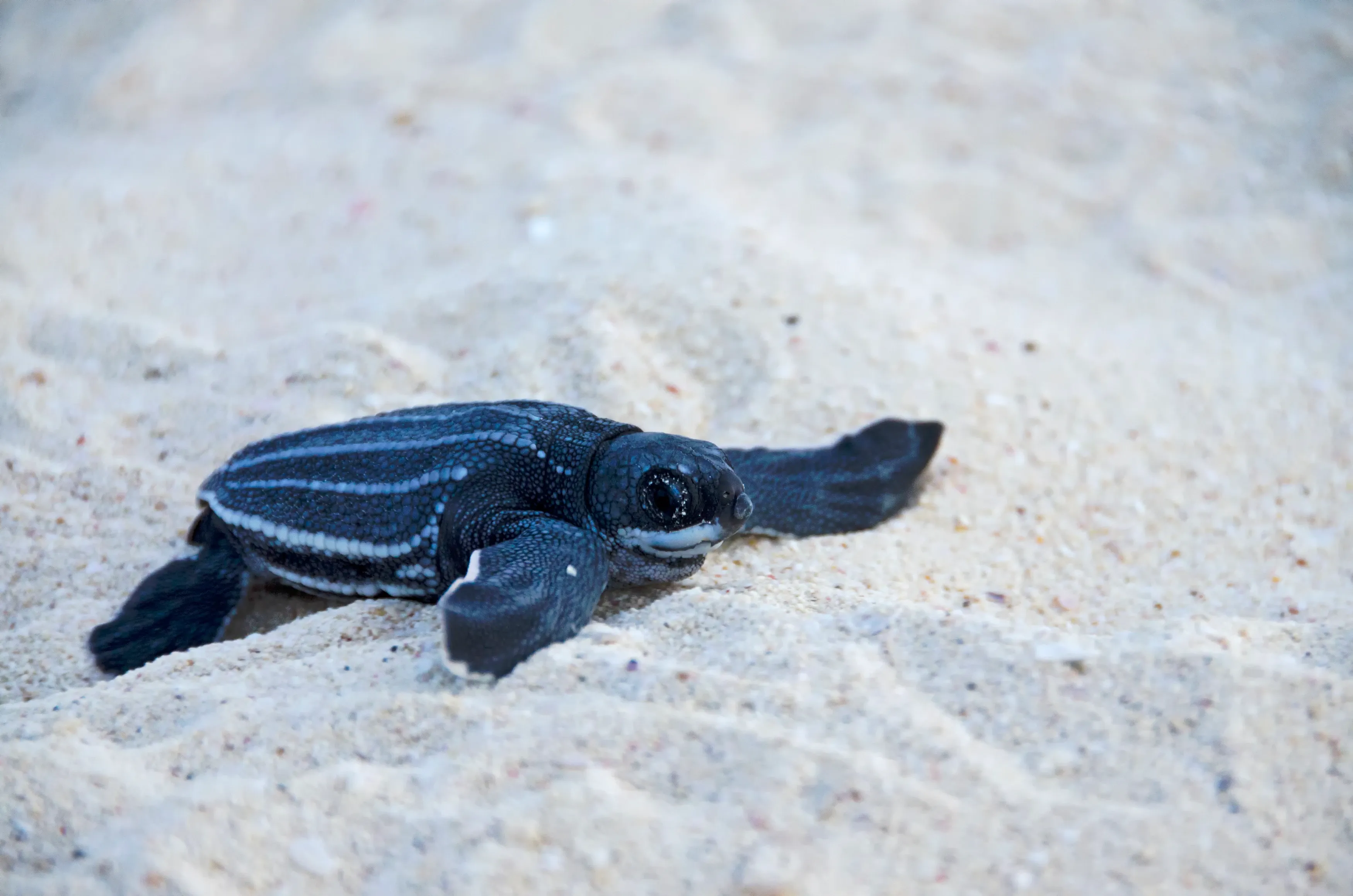 A leatherback sea turtle hatchling crawls across a sandy beach, stretching one long flipper forward.