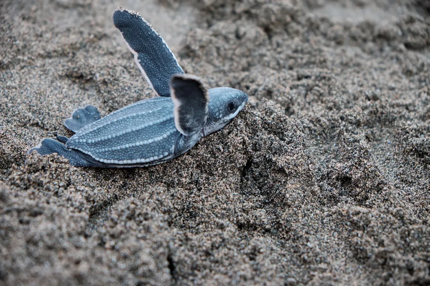 A leatherback sea turtle hatchling on sand, its dark leathery shell marked with pale ridges of small beaded tubercles.