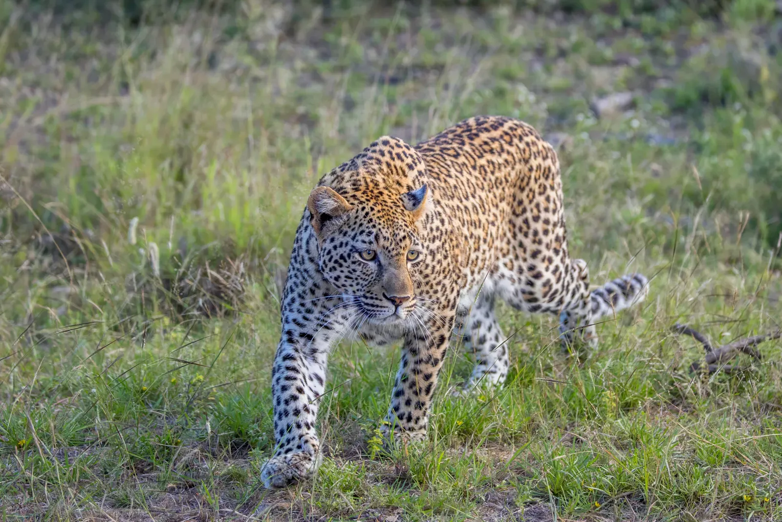 A leopard resting its chin on its paws on a tree branch, looking at the camera with pale green eyes.