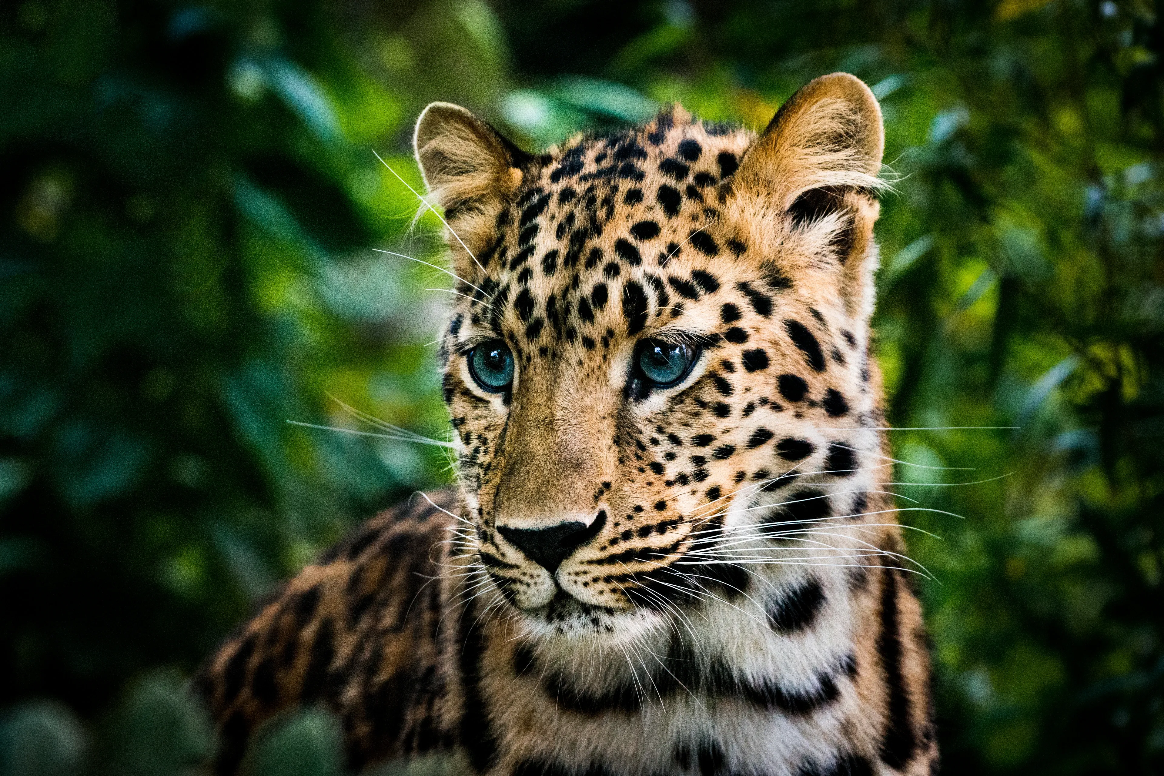 Close-up portrait of a leopard with bright blue-green eyes and dense black rosettes against blurred green foliage.