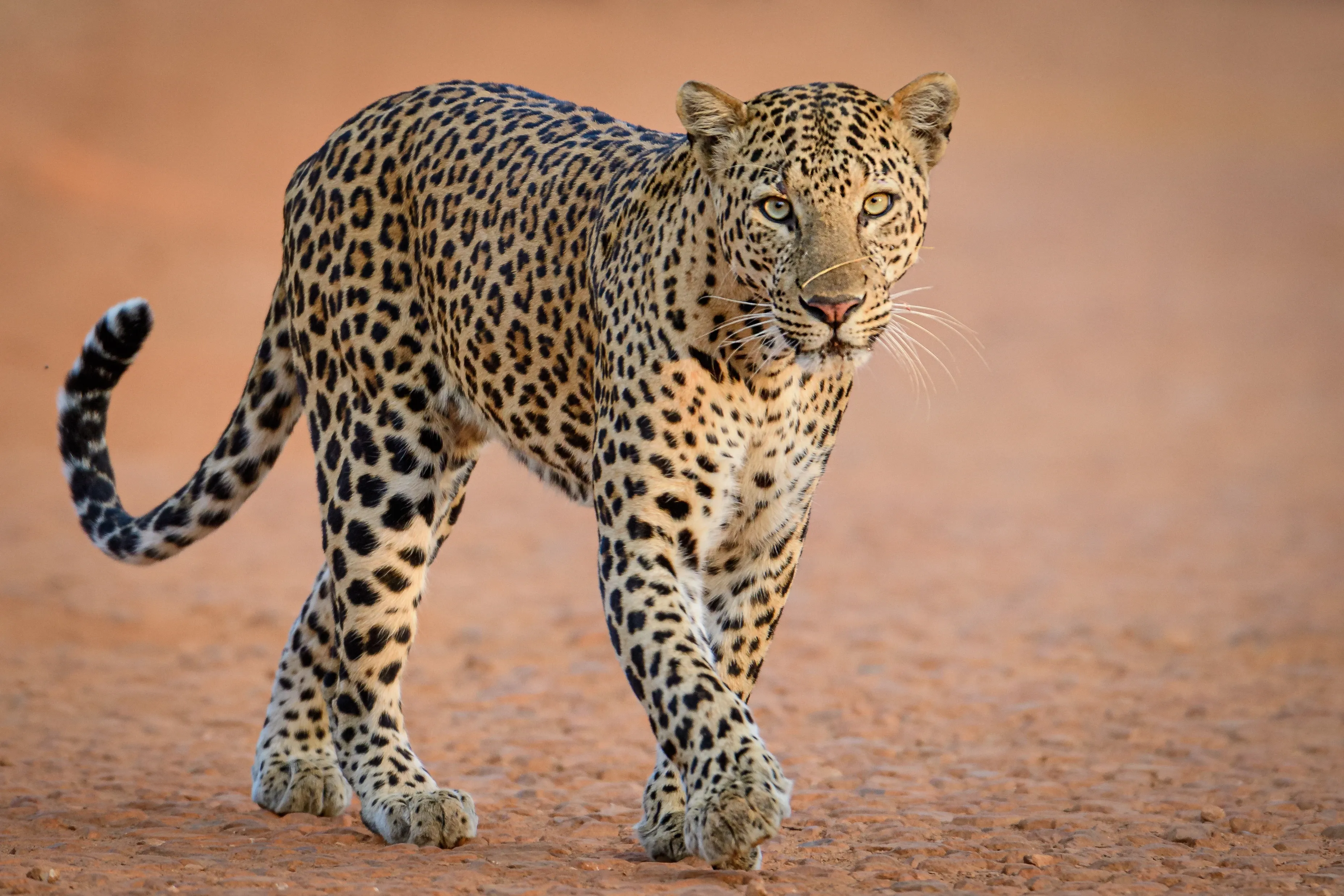 A leopard with a golden rosette-patterned coat walking toward the camera across dusty ground in warm light.