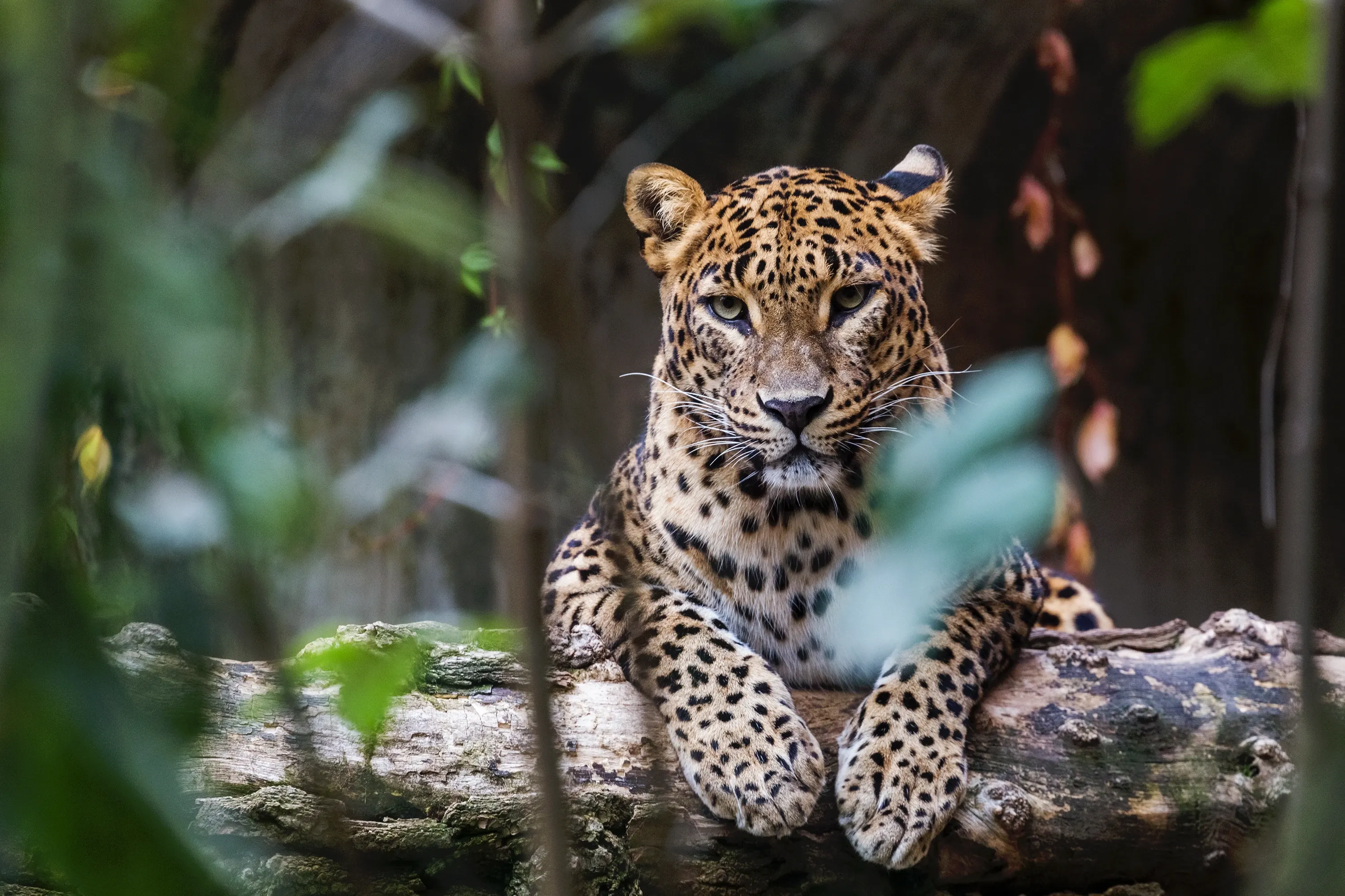 A leopard resting on a mossy log among green forest foliage, looking directly at the camera.