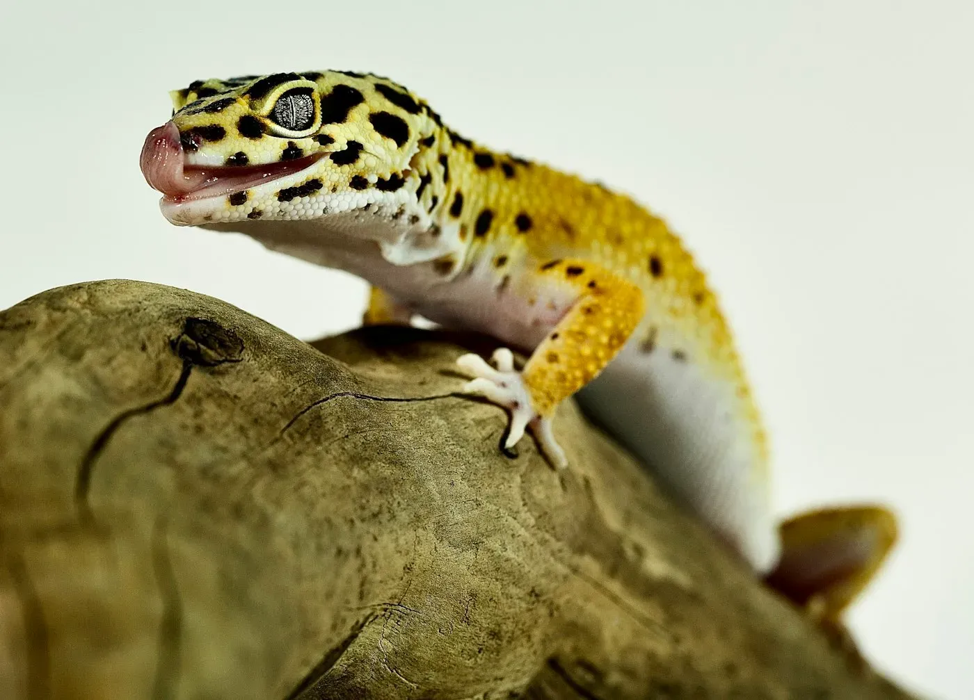 A yellow leopard gecko covered in black spots, resting on a piece of wood with its tongue out.
