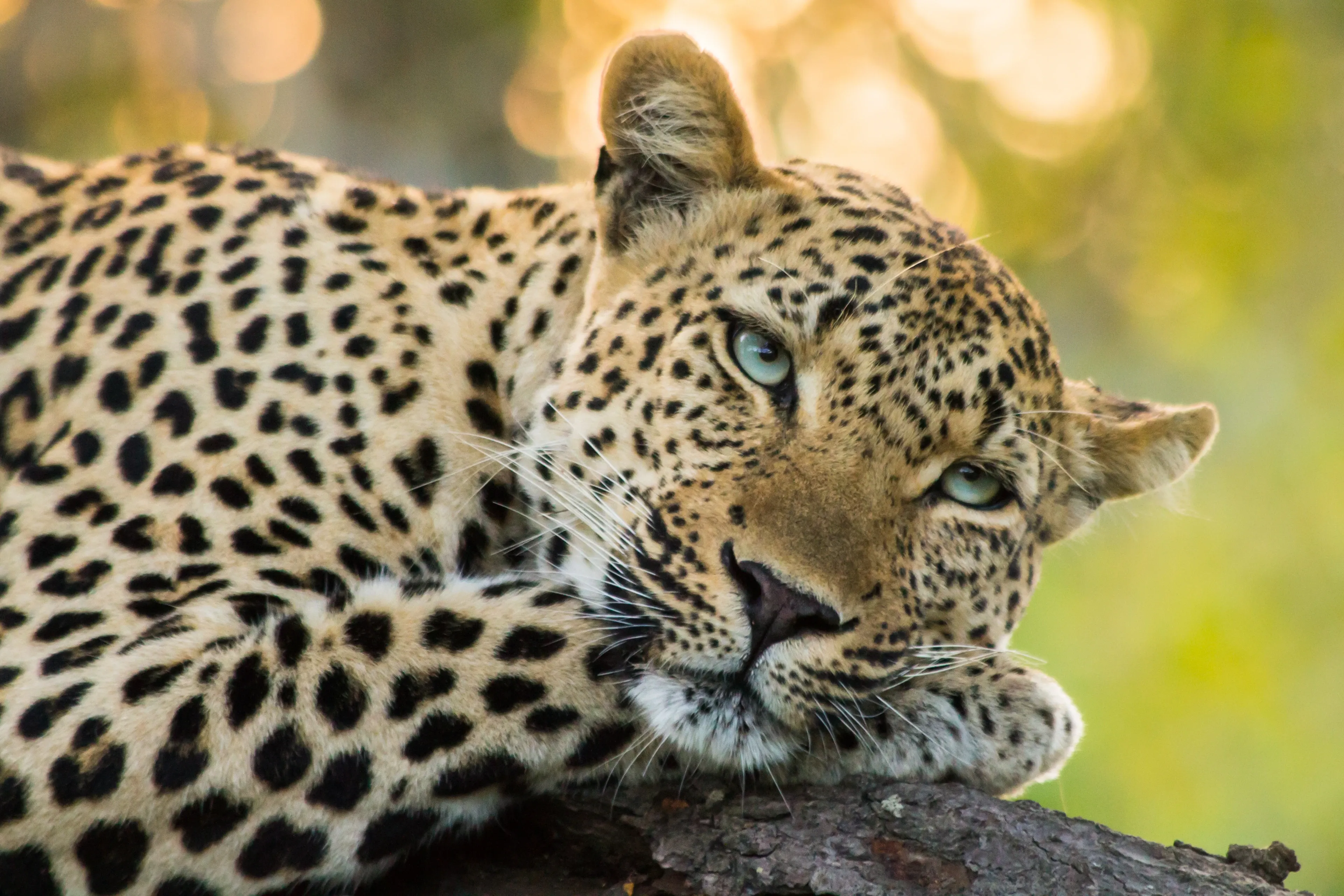 A leopard with a golden rosette-patterned coat walking through green grass, looking toward the camera.