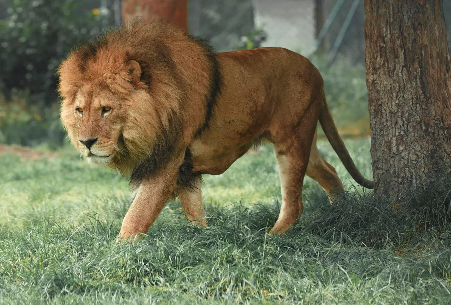 A male lion with a full golden-brown mane walking across grass, seen from the side.
