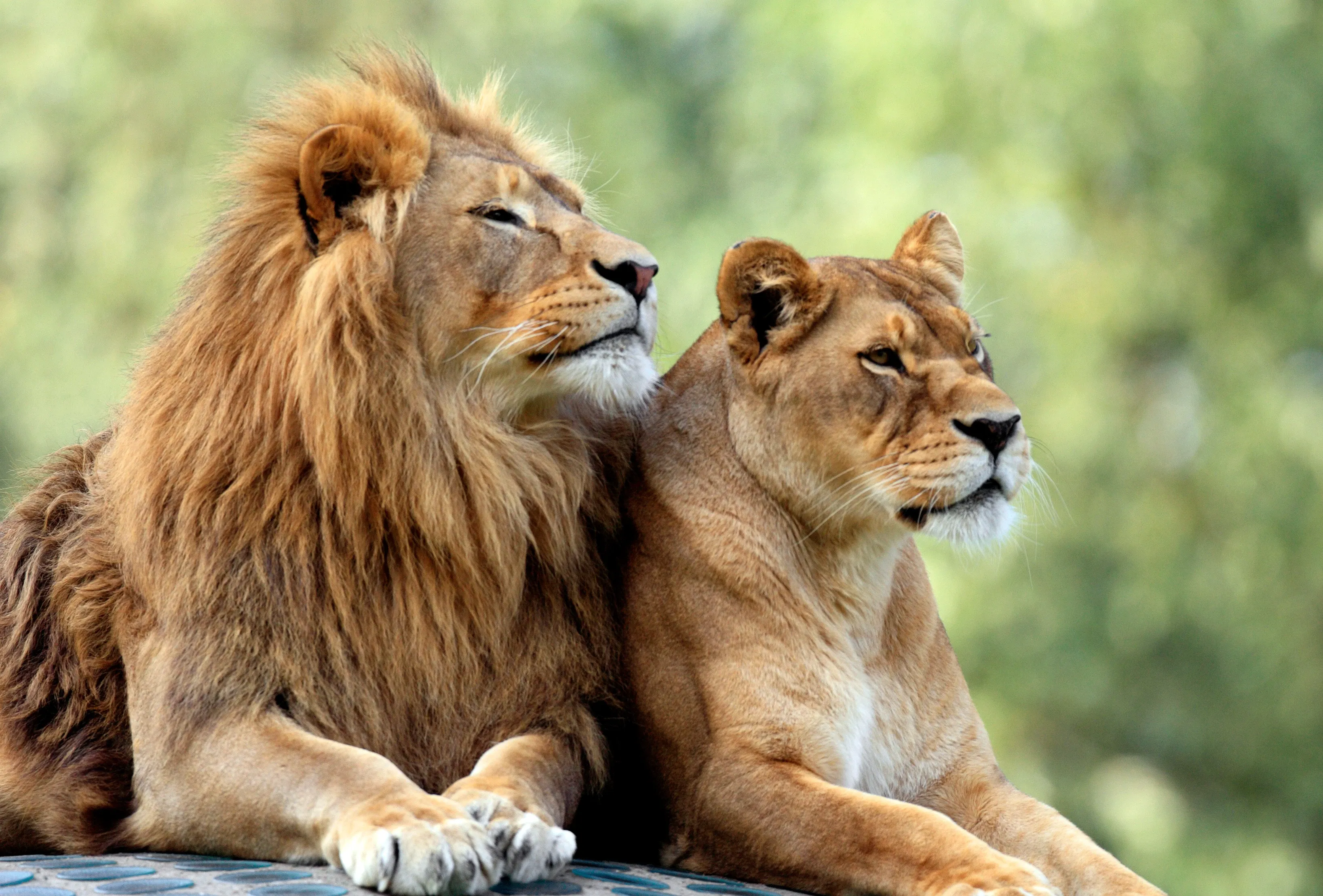 A male lion with a thick golden mane and a lioness sit close together, both looking to the right with their front paws stretched out.