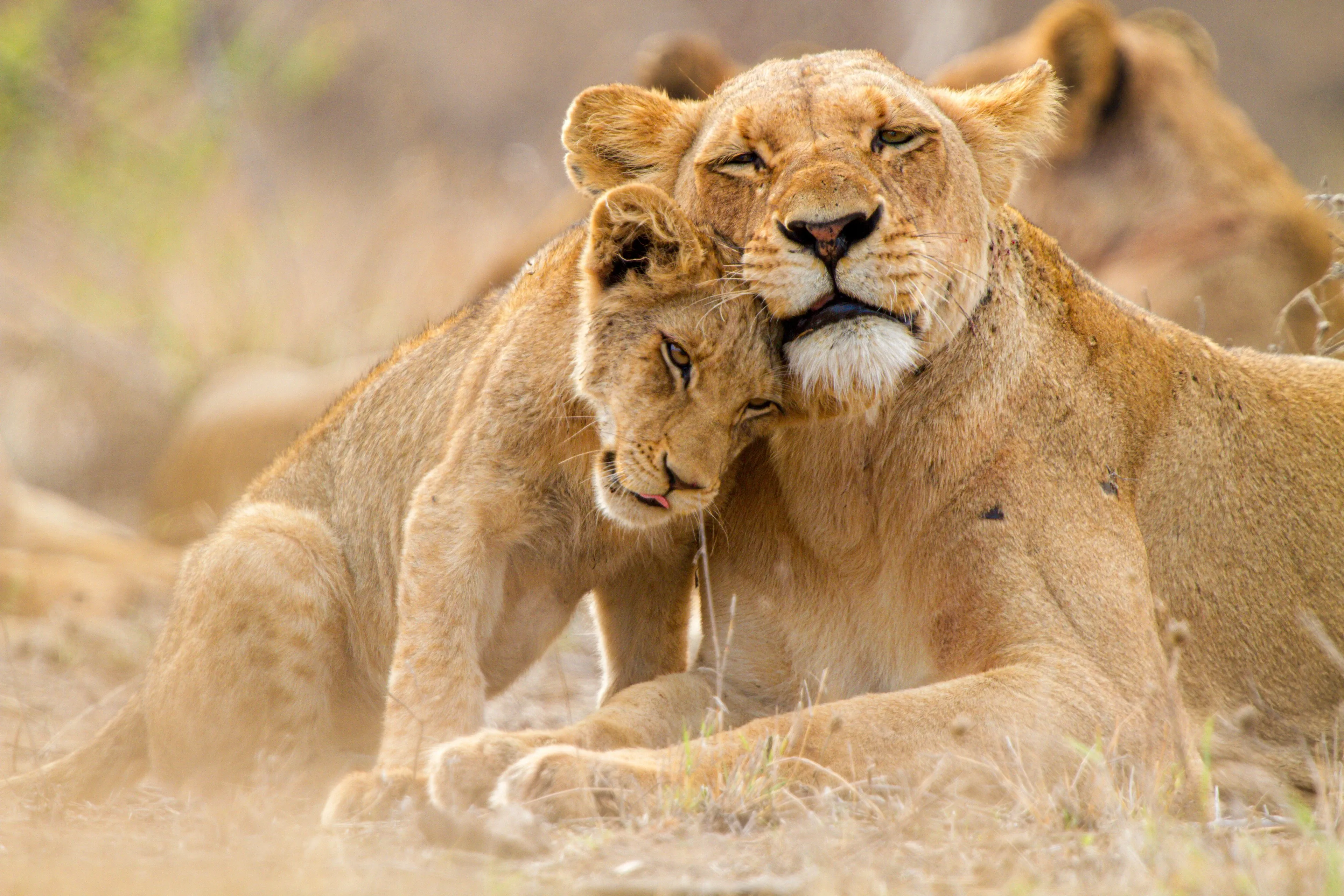 A small lion cub nuzzles its head against a grown lion’s face as they rest together in dry grass.