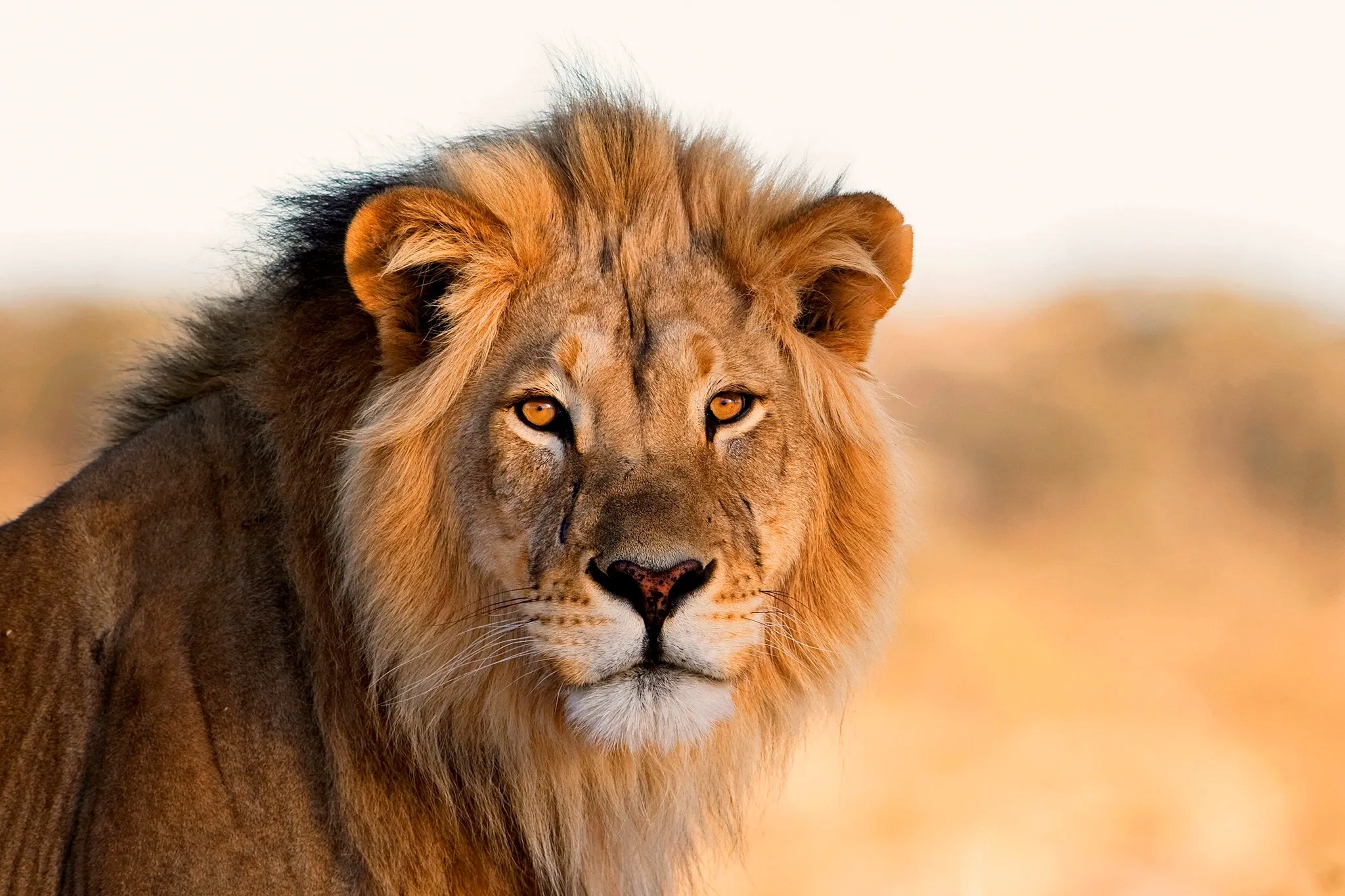 A male lion looks calmly at us, his thick golden-brown mane framing his face and amber eyes, in warm savanna light.
