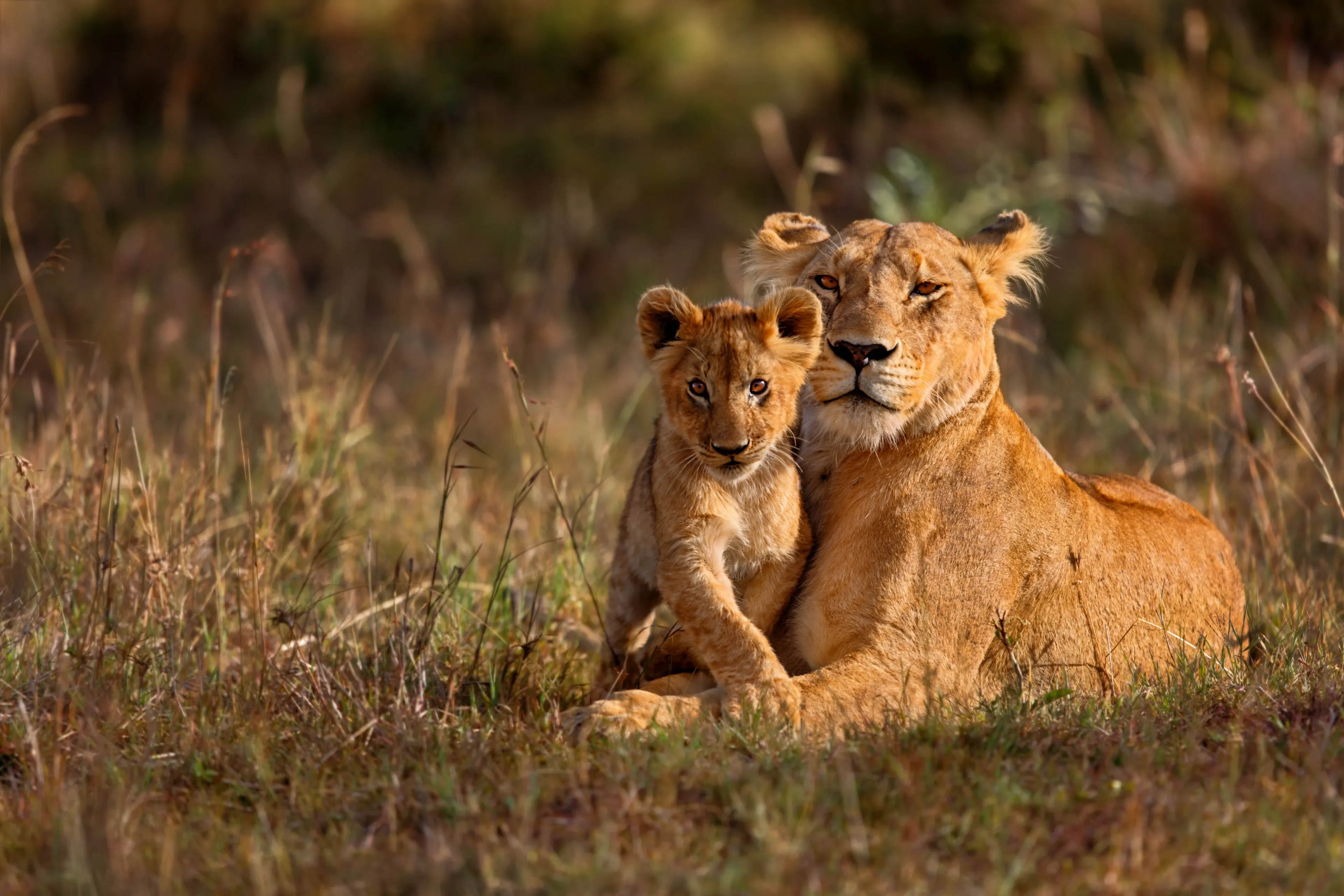 A lioness rests in tall golden grass with her cub sitting upright against her chest, looking toward us in warm sunlight.