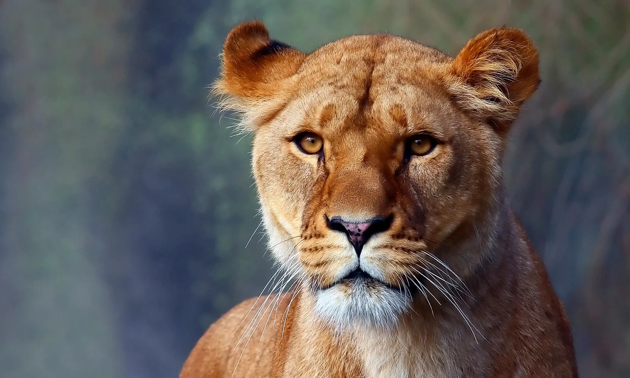 A lioness looks straight ahead with calm amber eyes, golden-tan fur, perked rounded ears, and long white whiskers.