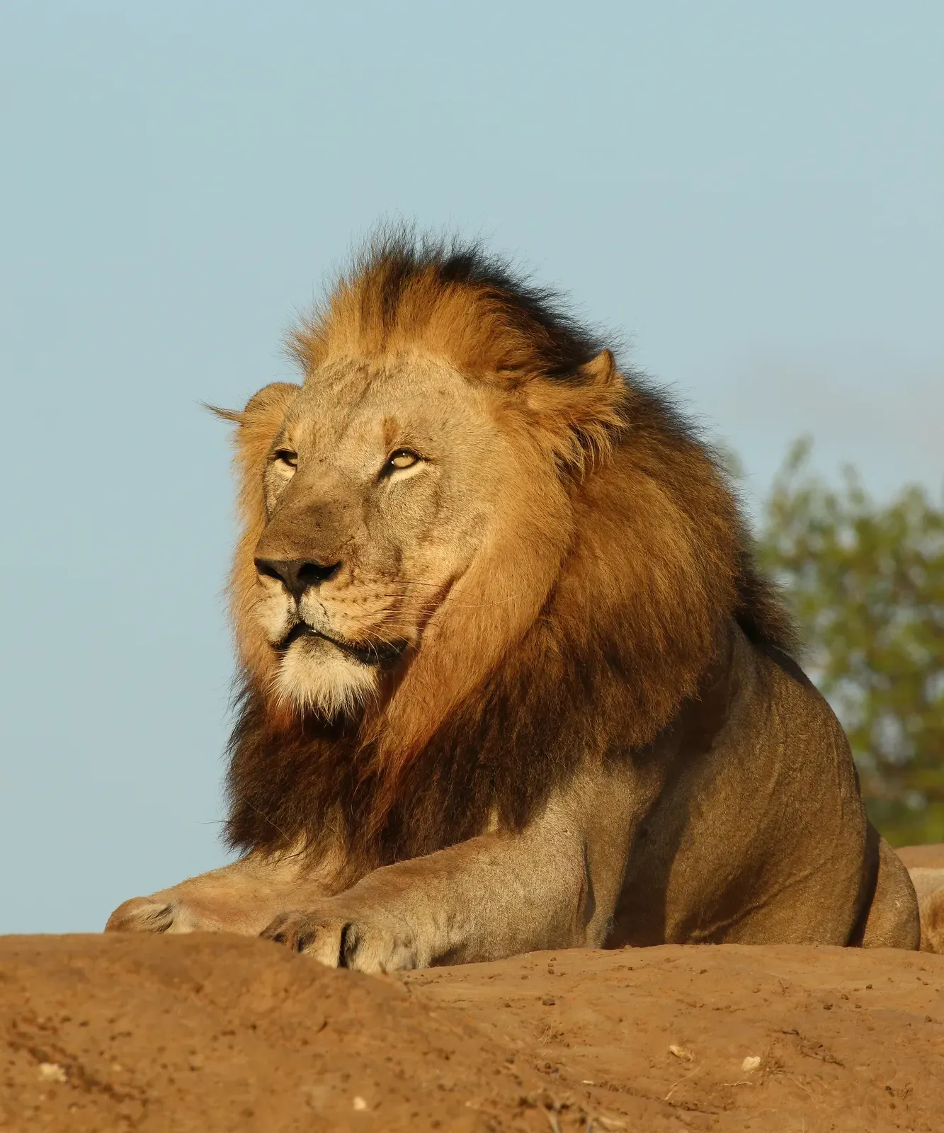 A six-year-old male lion with a full mane standing in grass at Pinda Private Game Reserve, South Africa.