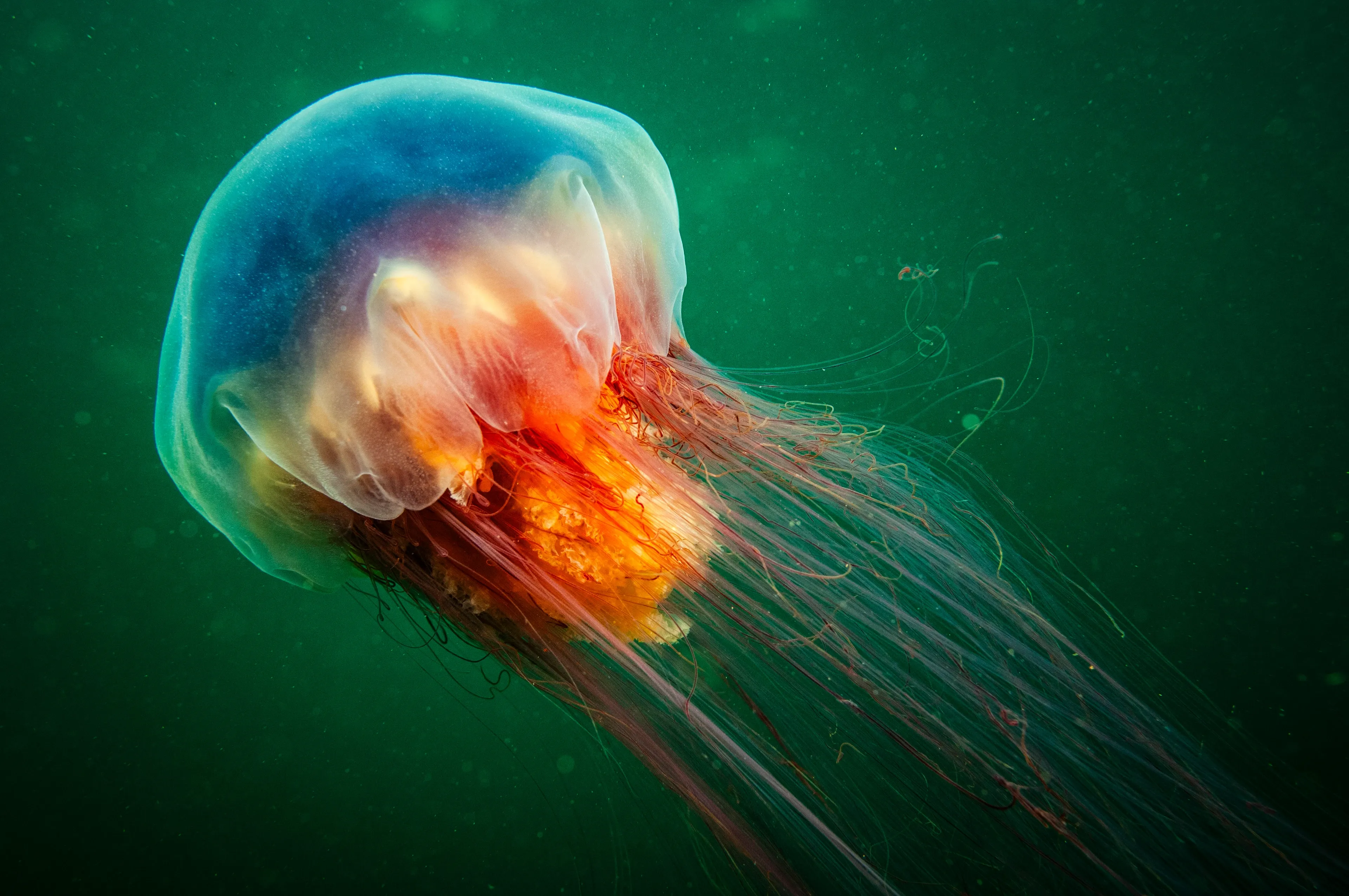 A lion's mane jellyfish floats in dark green water, trailing long thin tentacles beneath its glowing orange center.