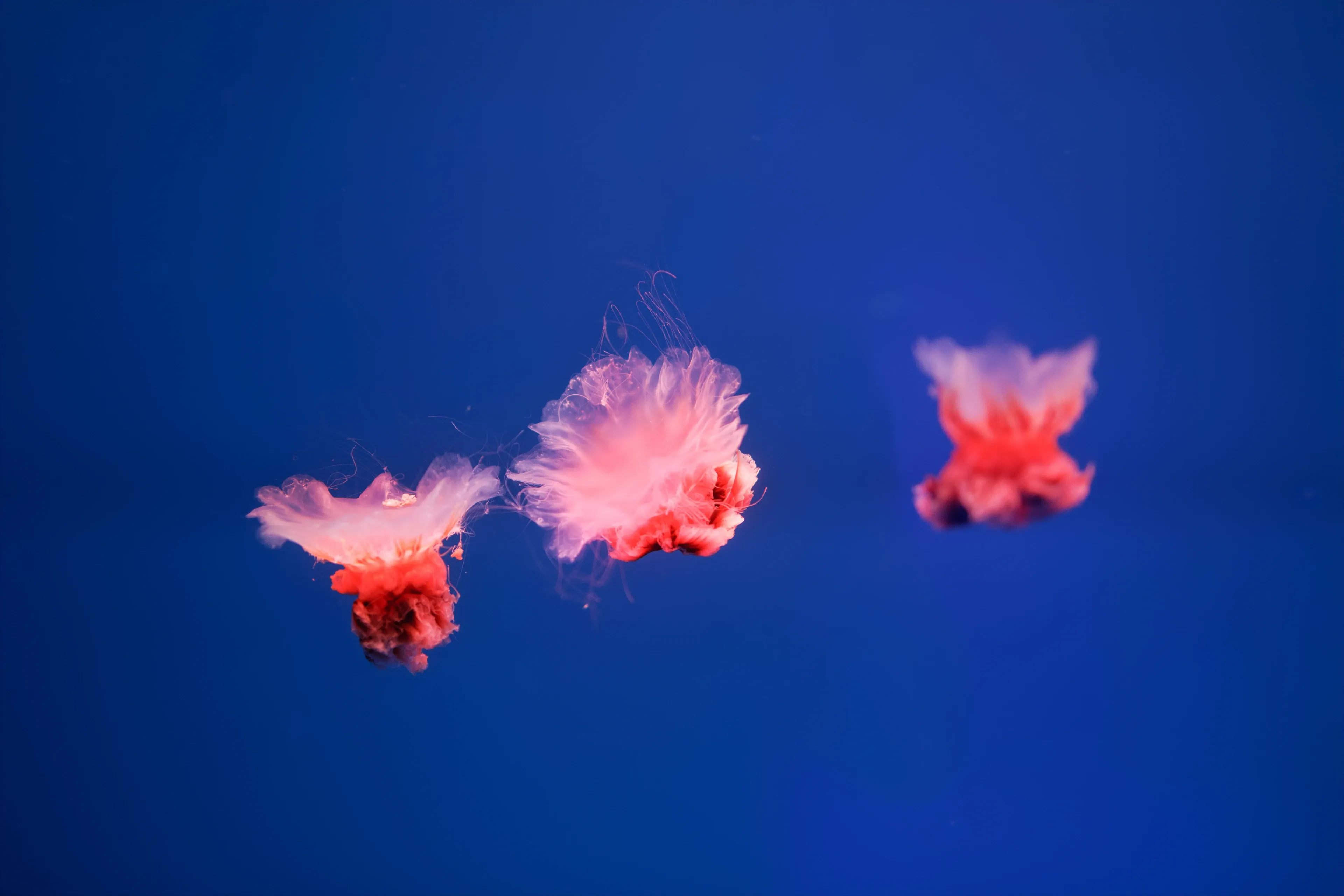 Three pink lion's mane jellyfish drift through deep blue water, their long wispy tentacles trailing behind them.