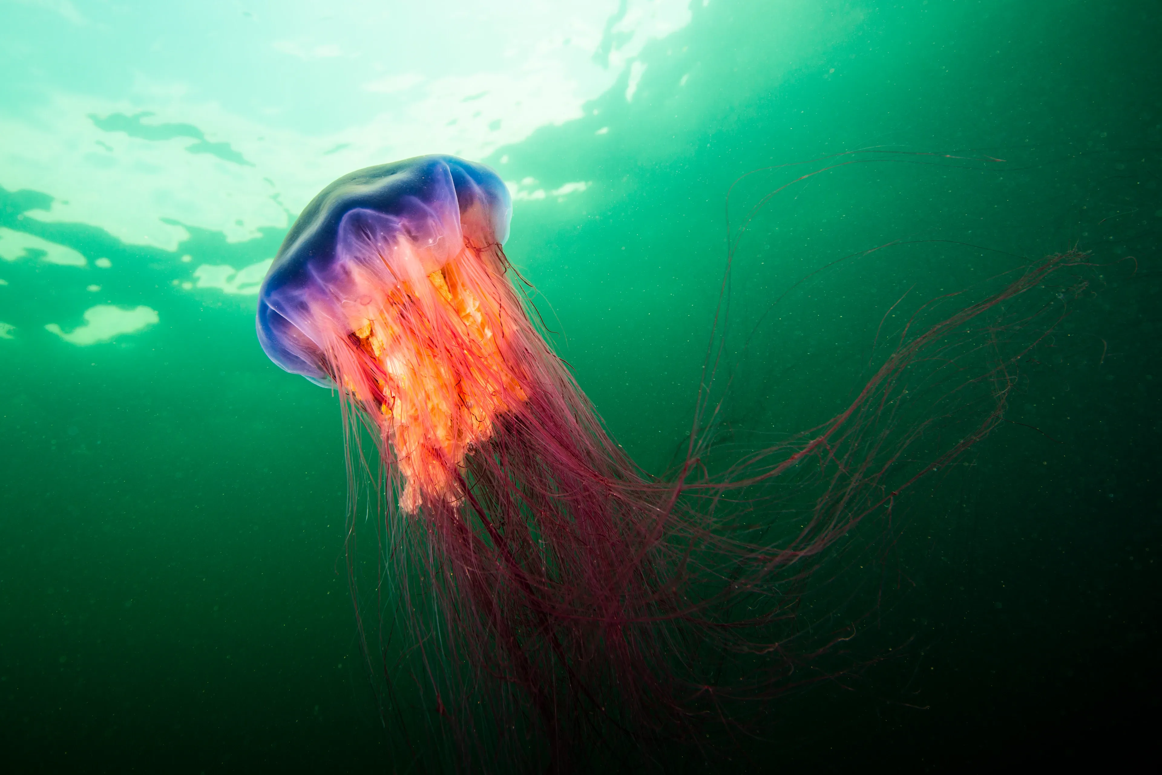 A lion's mane jellyfish floats in green seawater with a purple bell and a thick cluster of reddish tentacles trailing like hair.