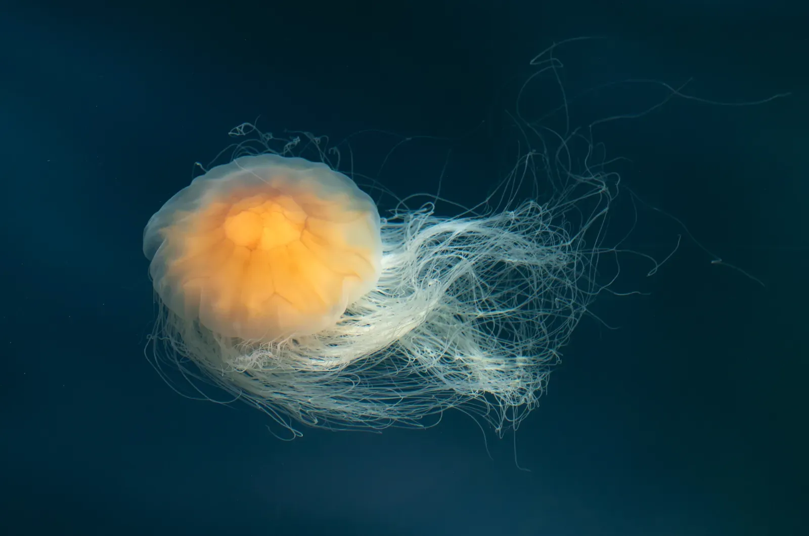 A lion's mane jellyfish drifting in dark blue water, its glowing orange bell trailing a long flowing mass of pale tentacles.