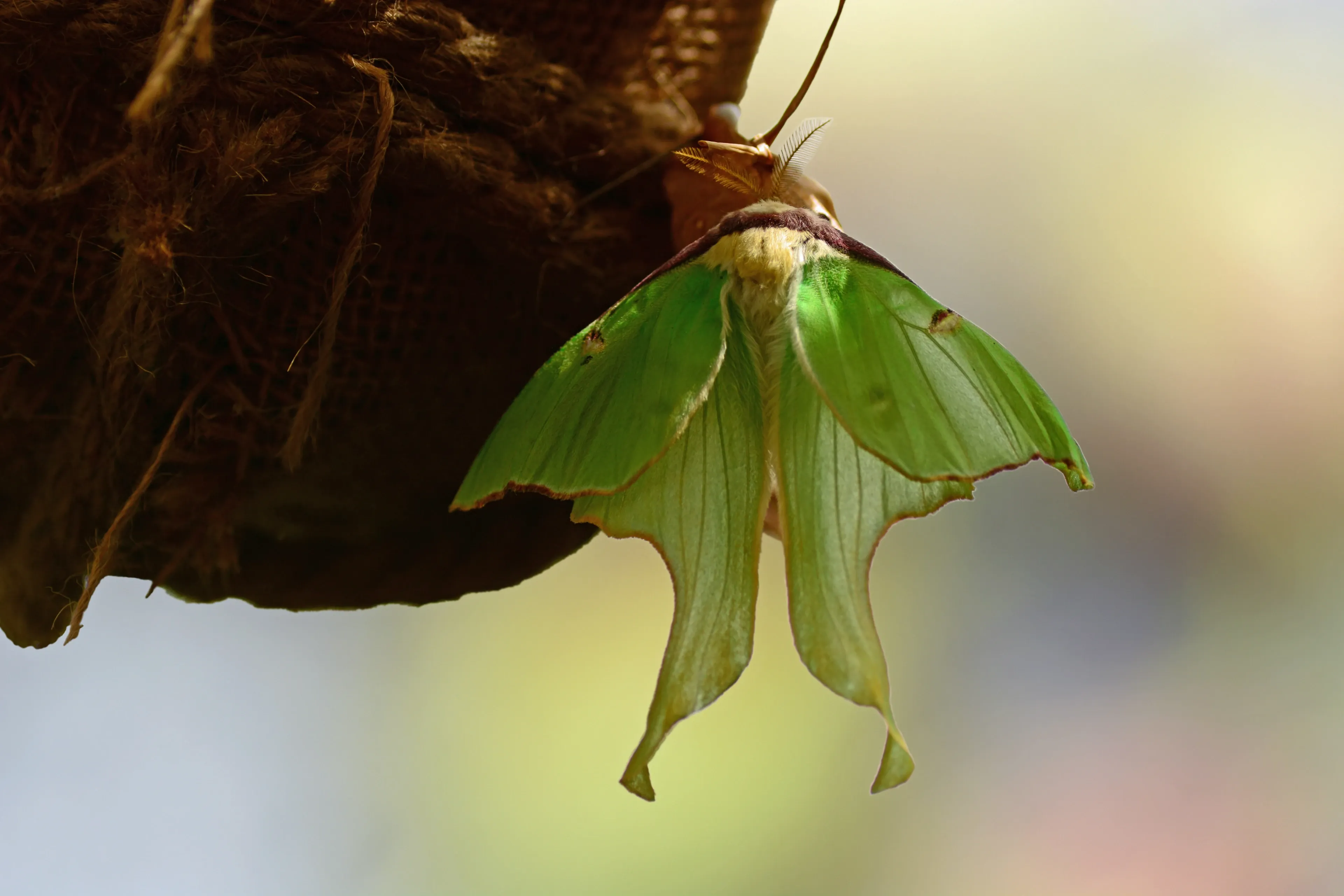 A lime-green luna moth hangs from its brown cocoon, waiting for its new wings to dry. Long tails droop from the hindwings.