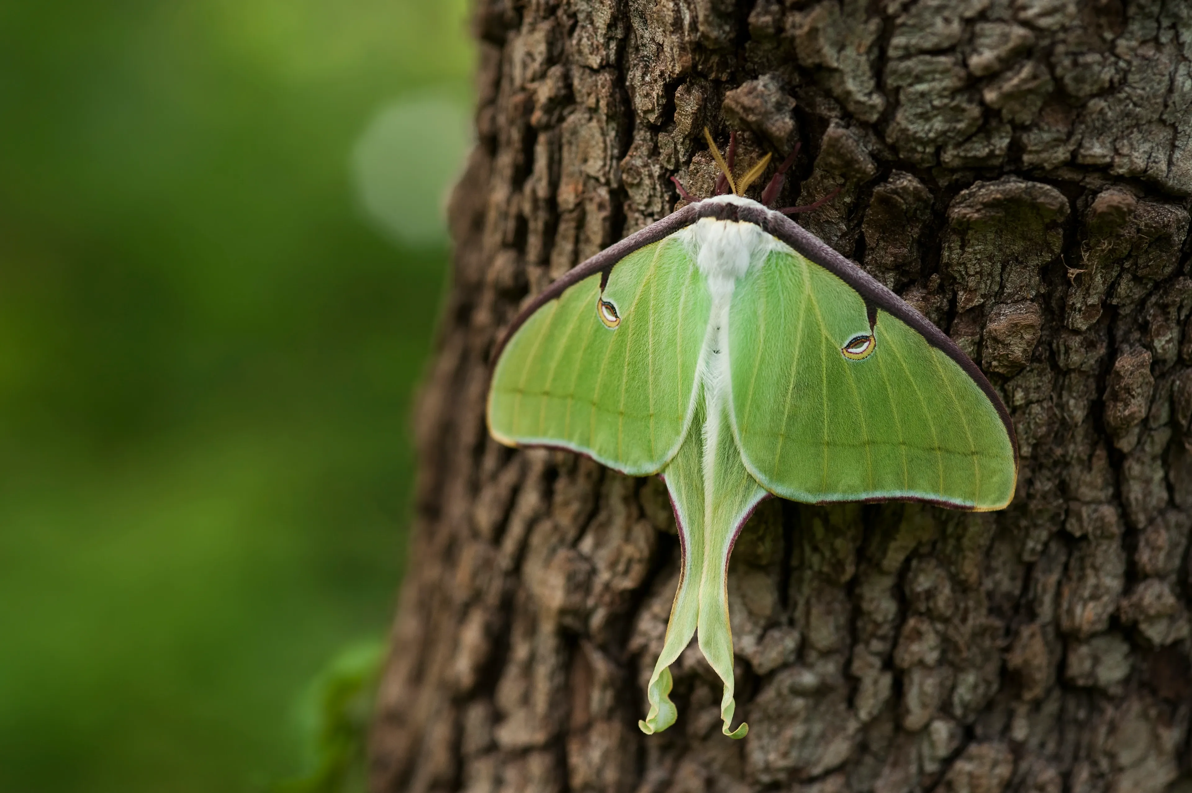 A luna moth rests on rough tree bark with its pale green wings spread wide, showing eye-spots and long trailing tails.