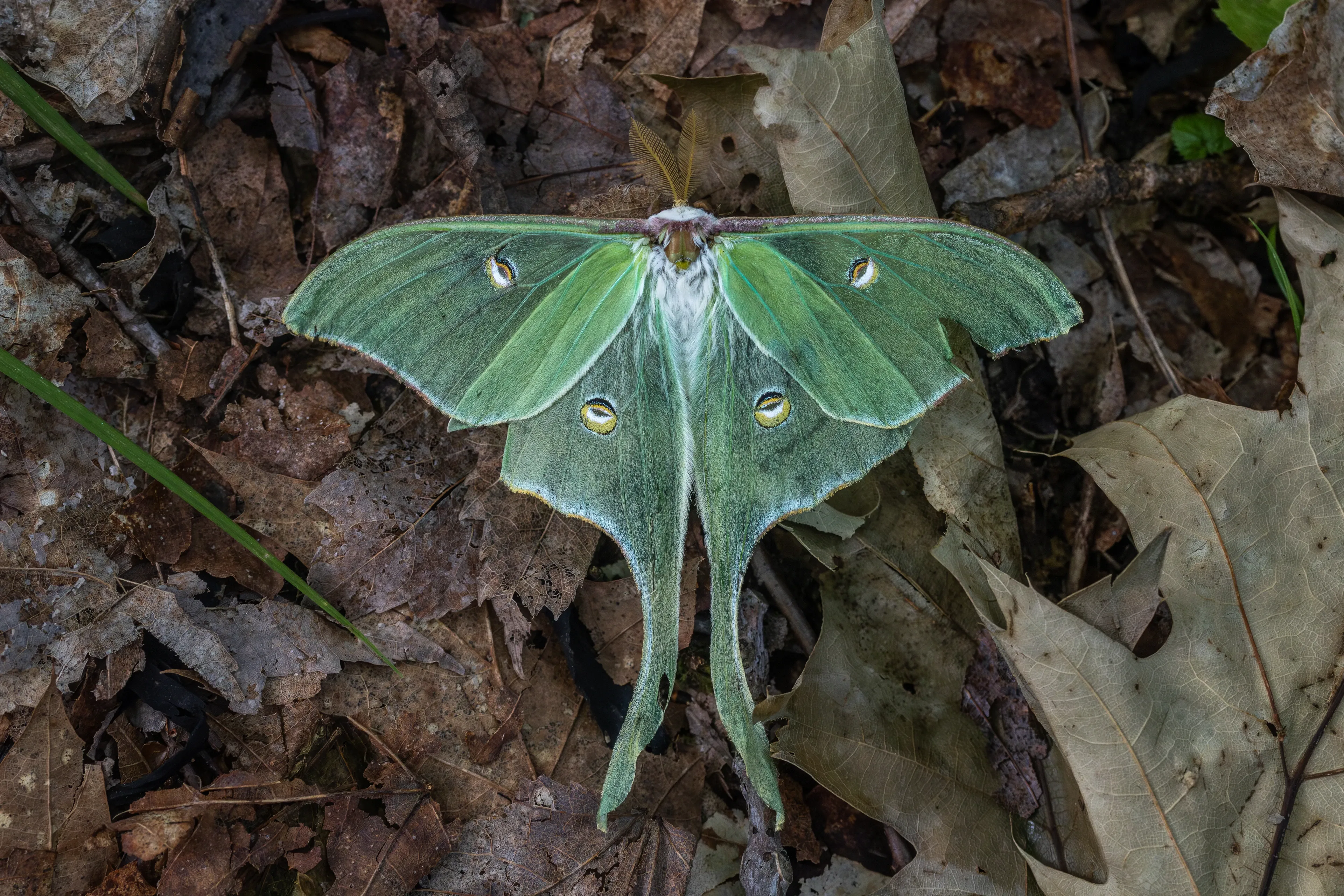 A luna moth rests on dry forest leaves with its pale green wings open, showing four small eye-spots and two long tails.