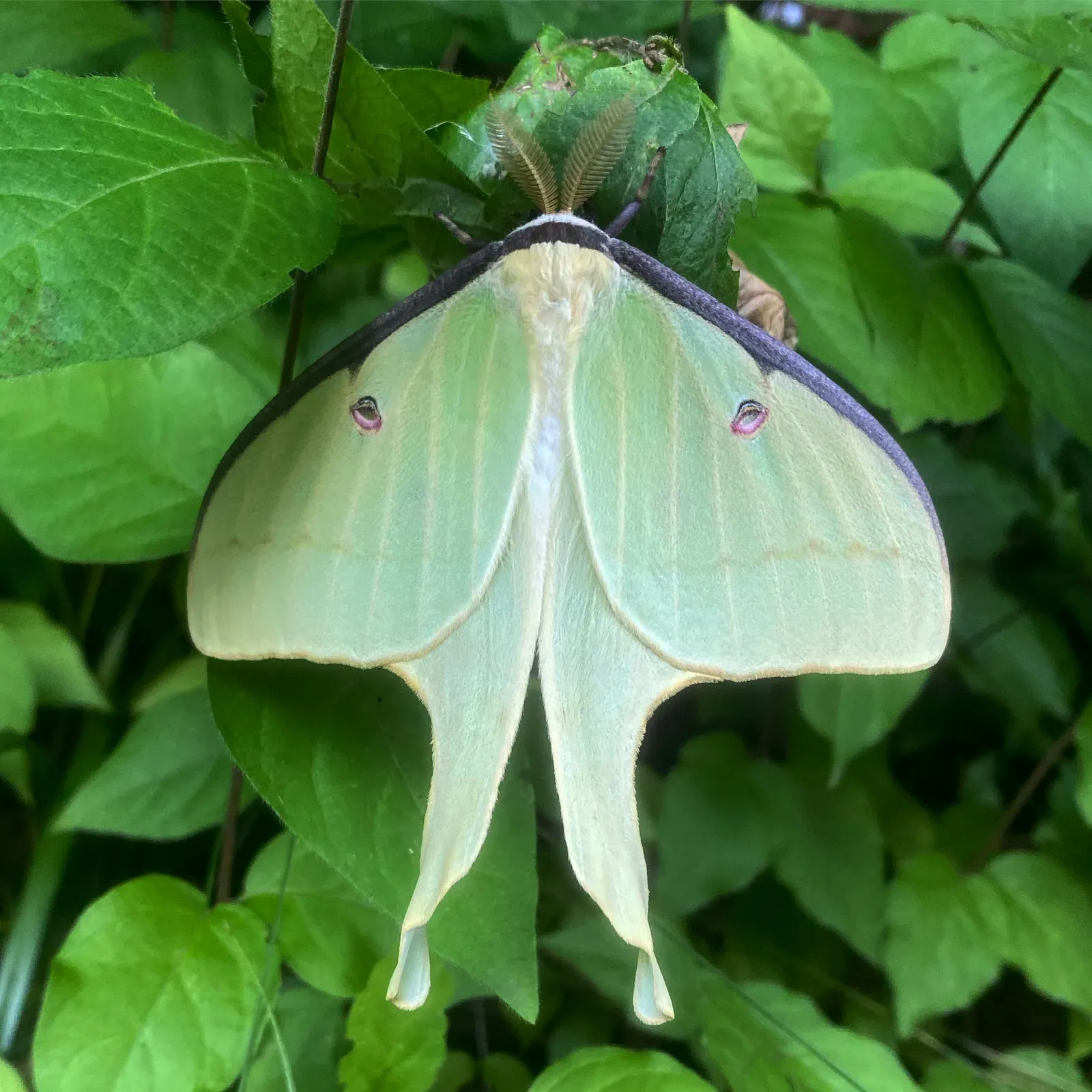 A pale green luna moth resting among leaves with its wings spread, showing long trailing tails and small eyespots on each wing.