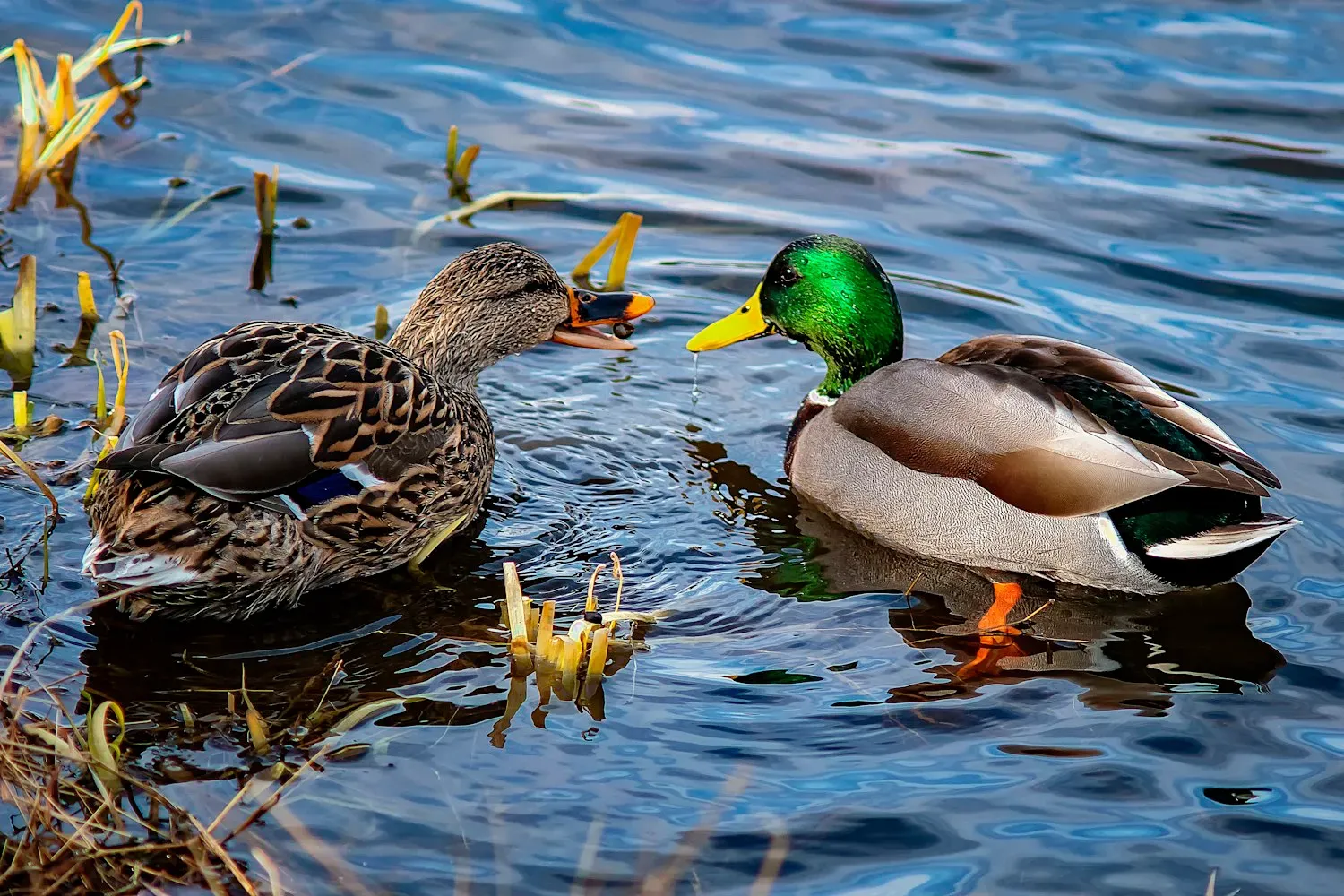 A pair of mallards on water: the male with a glossy green head and yellow bill, the female mottled brown.